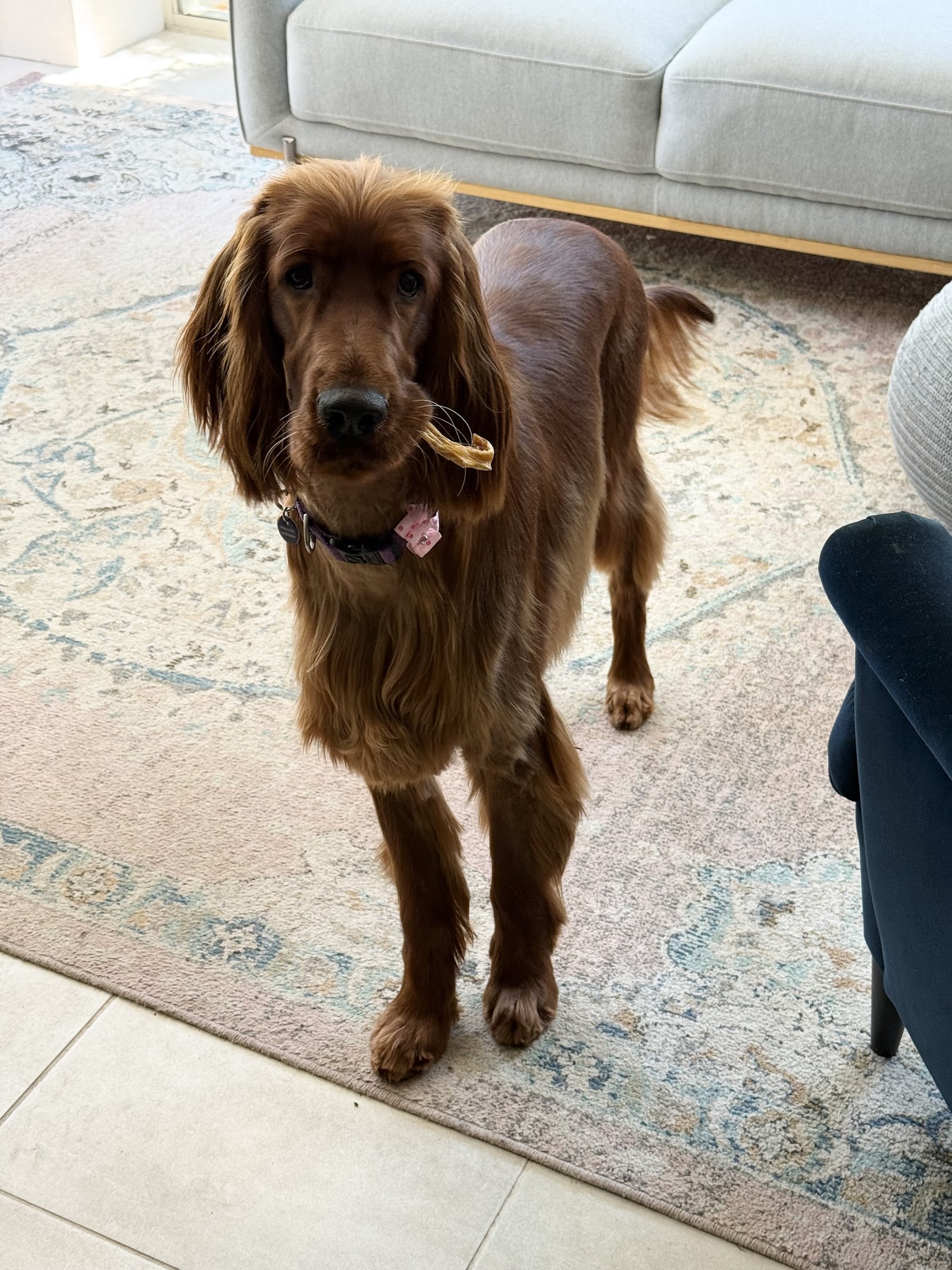 Capital Paws Pet Care