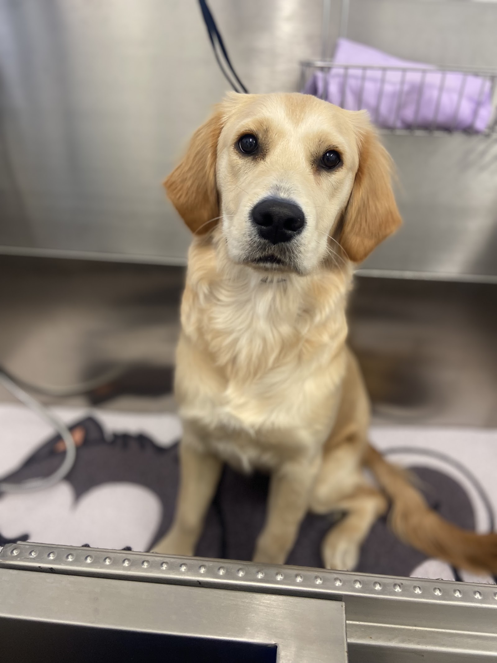 Capital Paws Pet Care