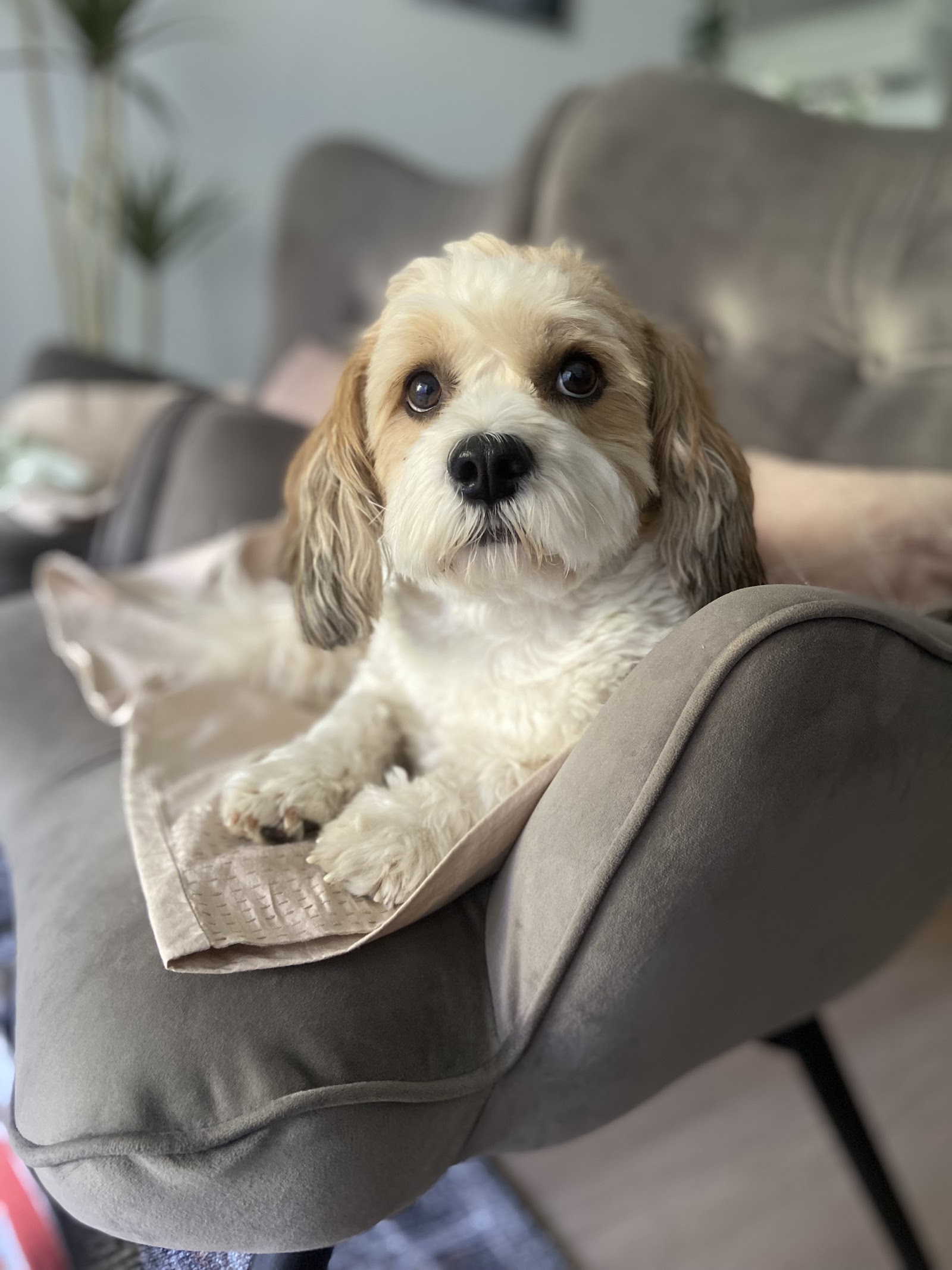 Capital Paws Pet Care