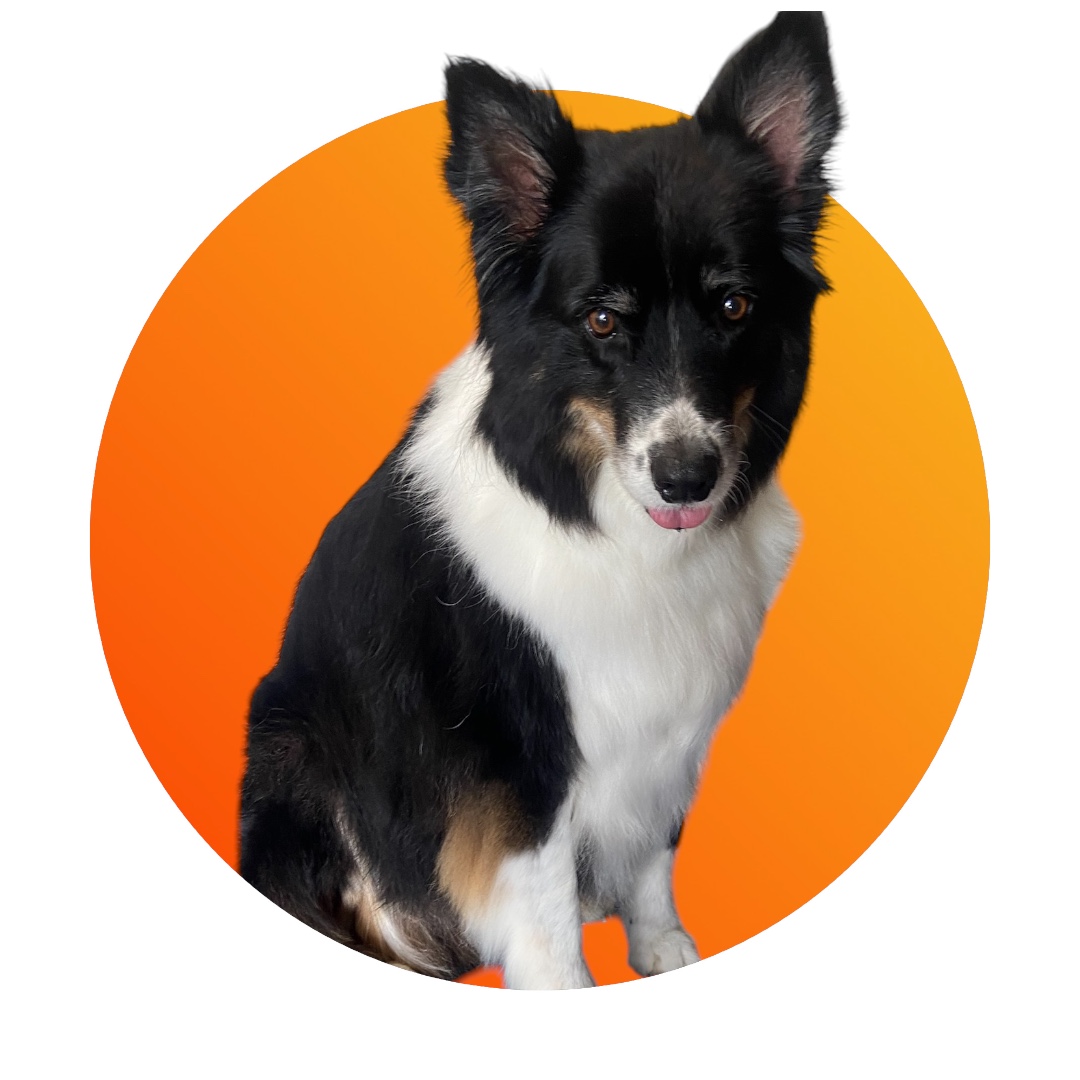 Capital Paws Pet Care