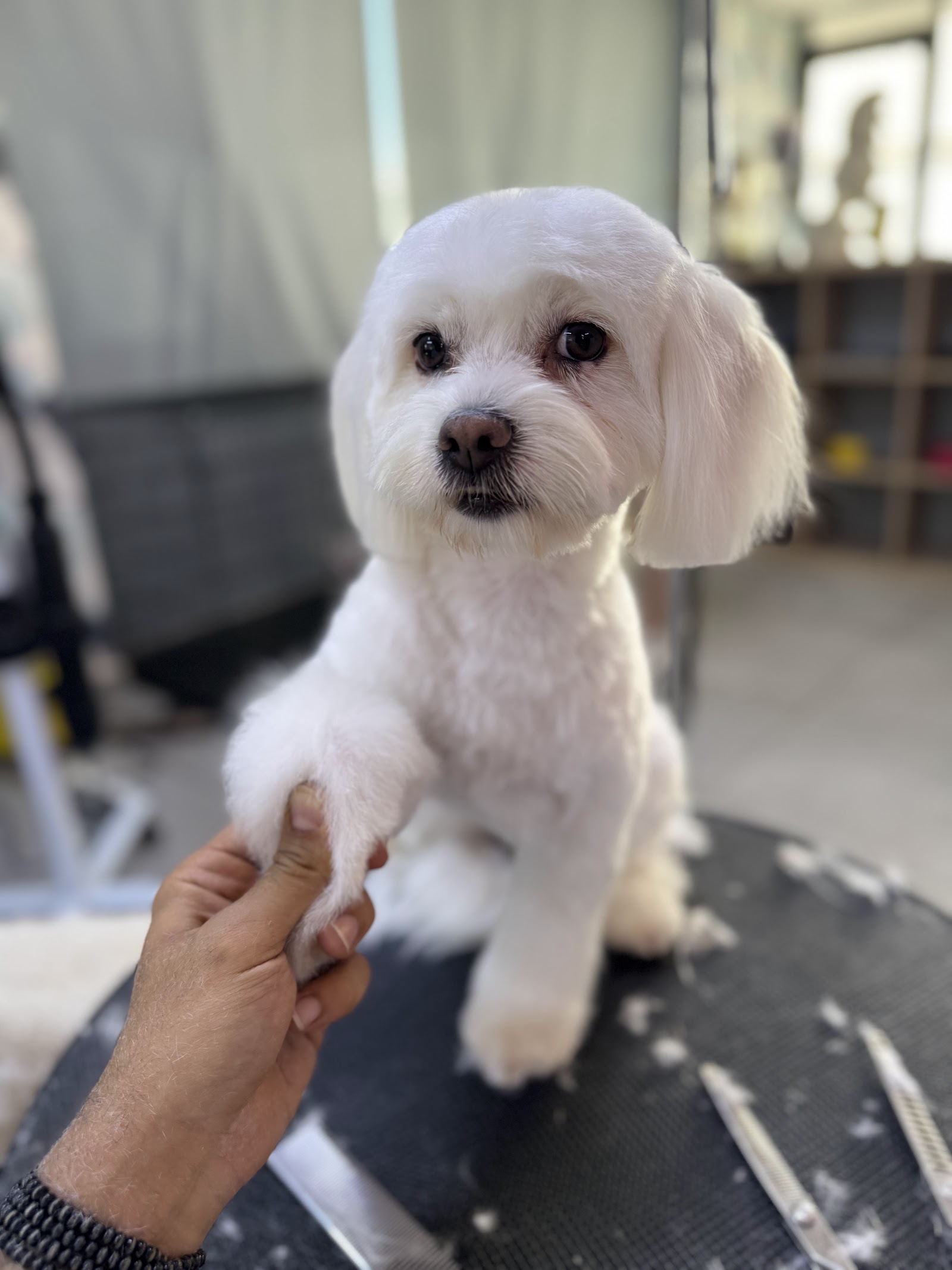 Erkin’in Pet Kuaför Salonu