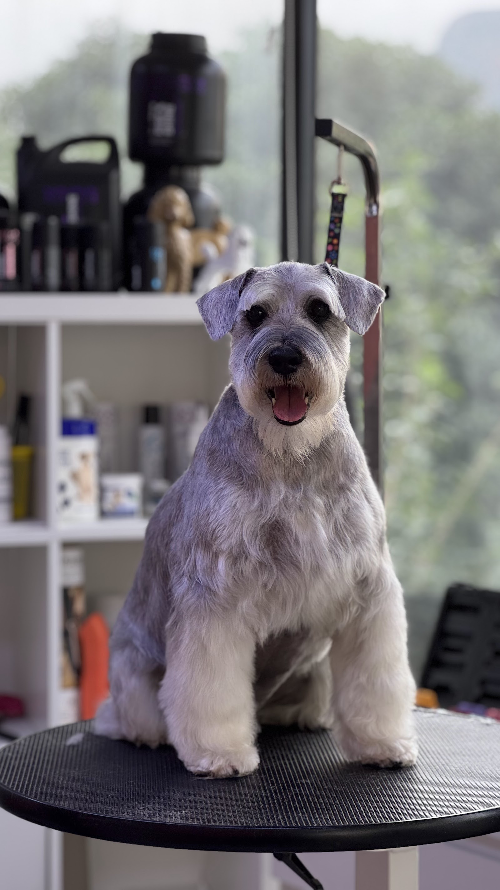 Erkin’in Pet Kuaför Salonu