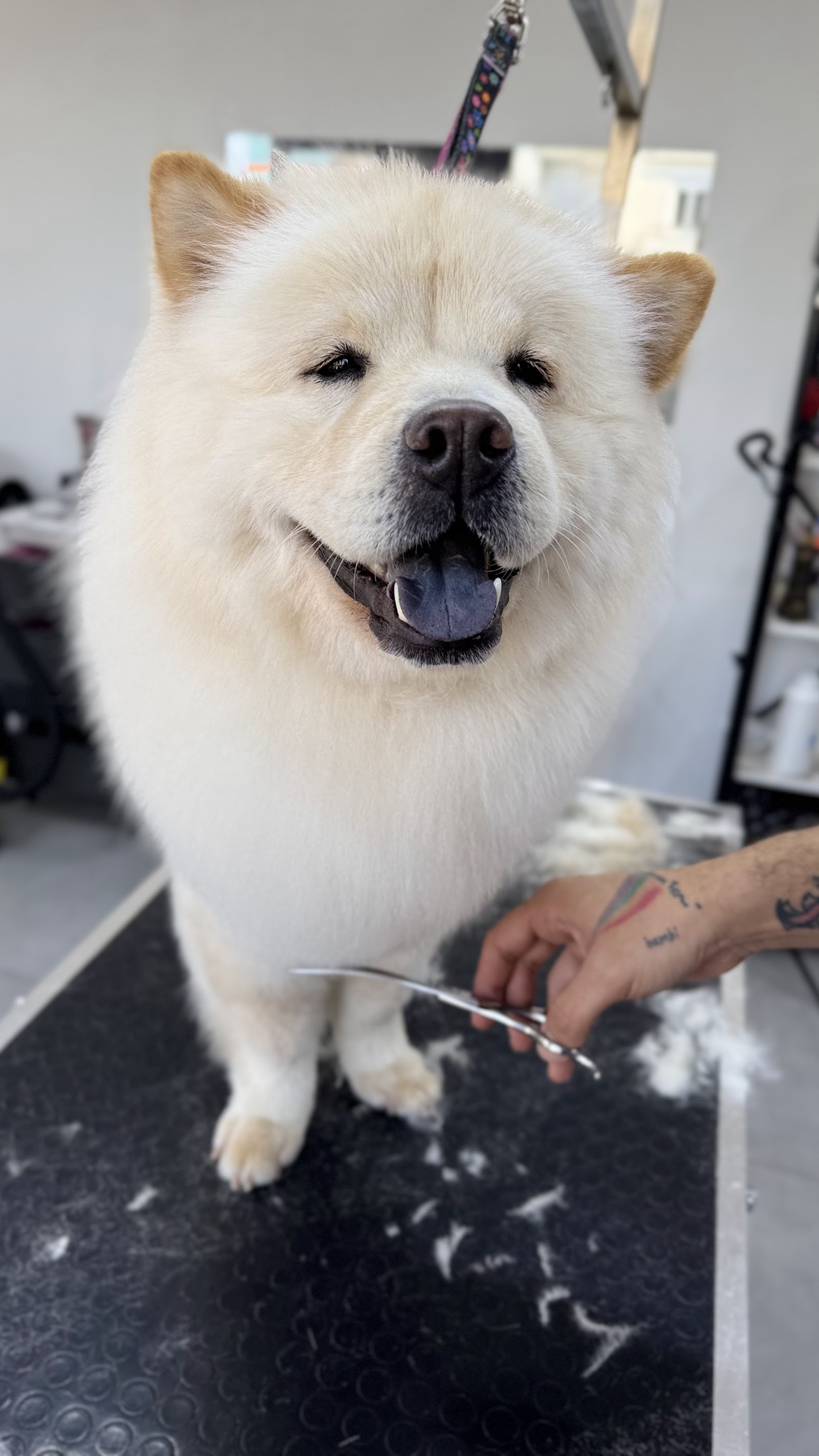 Erkin’in Pet Kuaför Salonu