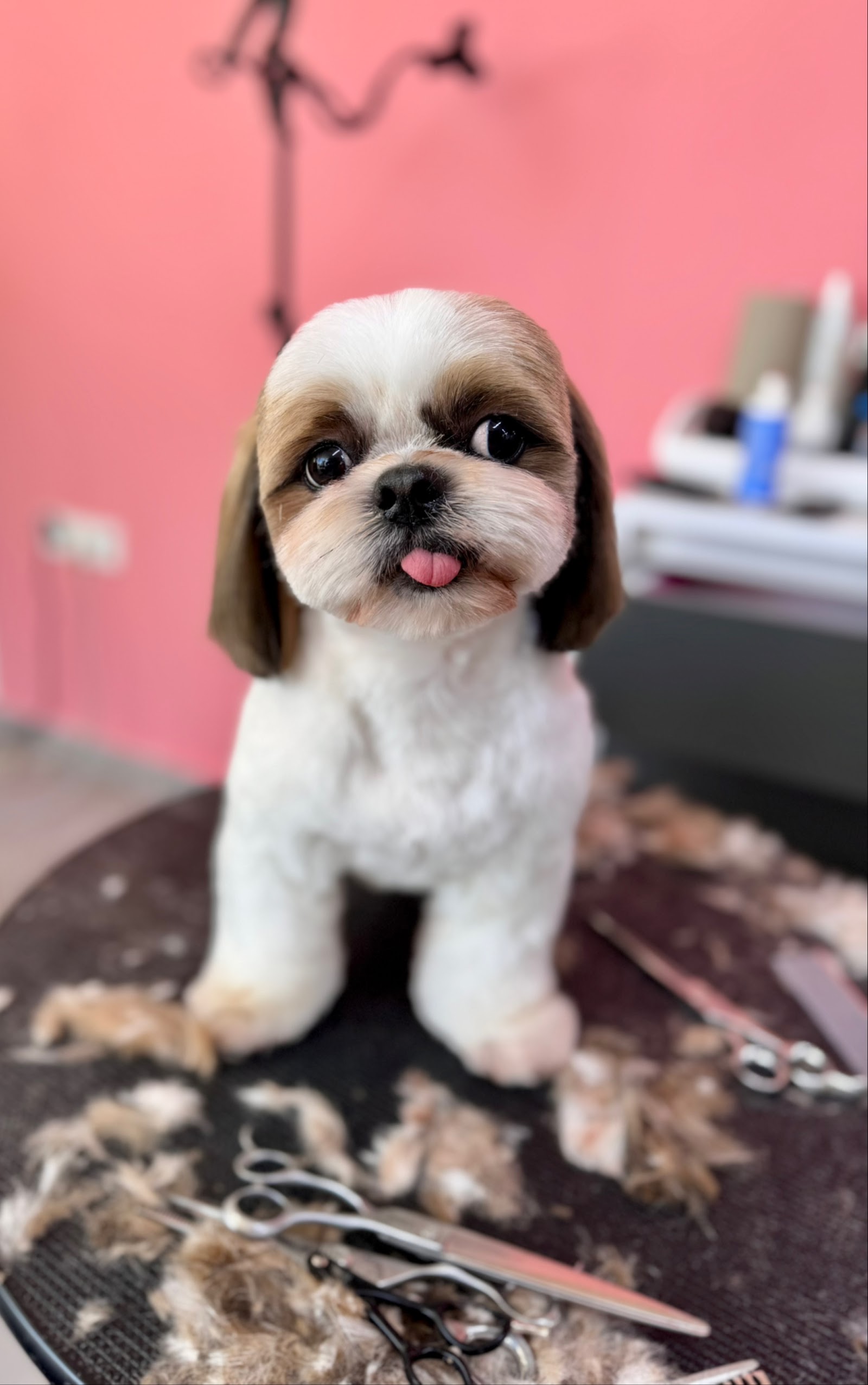 Erkin’in Pet Kuaför Salonu