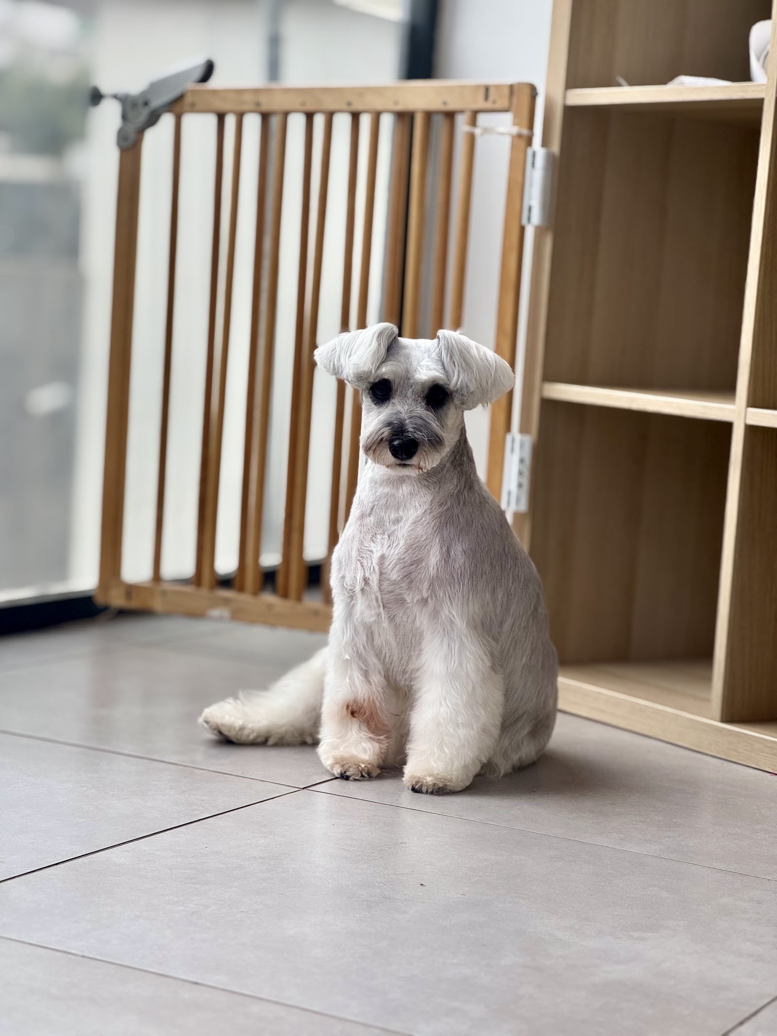 Erkin’in Pet Kuaför Salonu