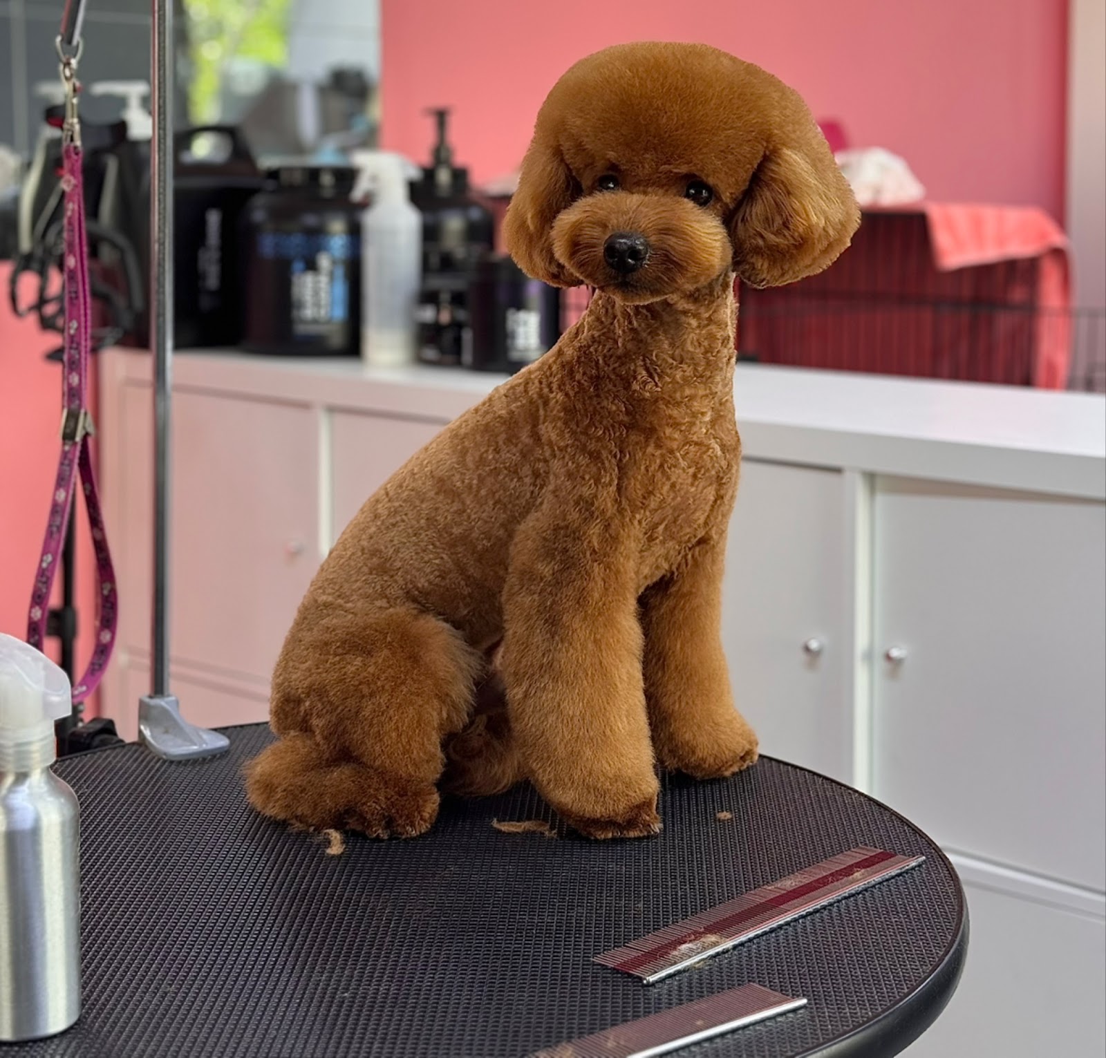 Erkin’in Pet Kuaför Salonu — Pet Groomers