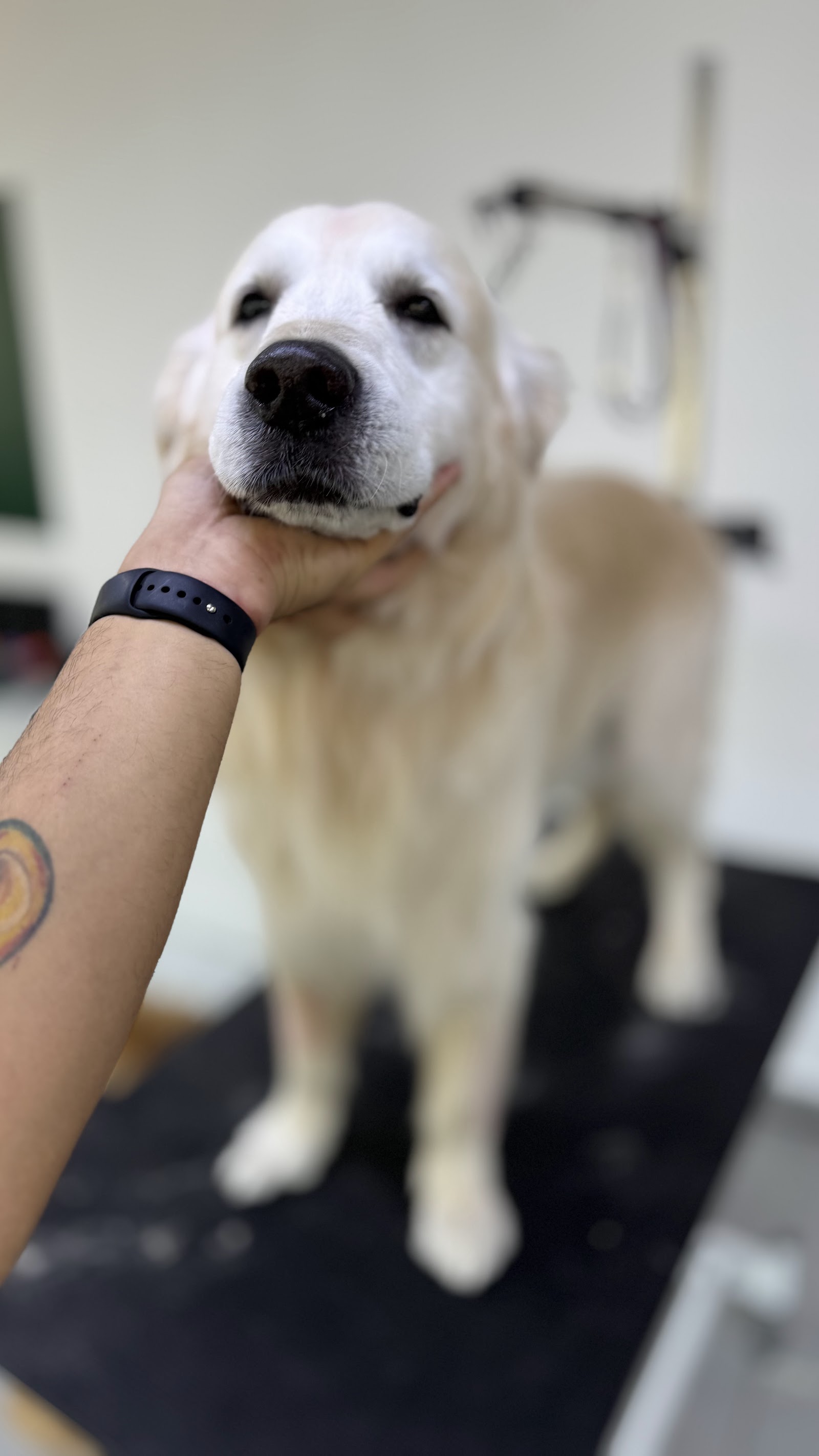 Erkin’in Pet Kuaför Salonu