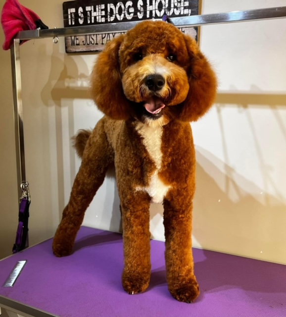 PawzUp Dog Grooming