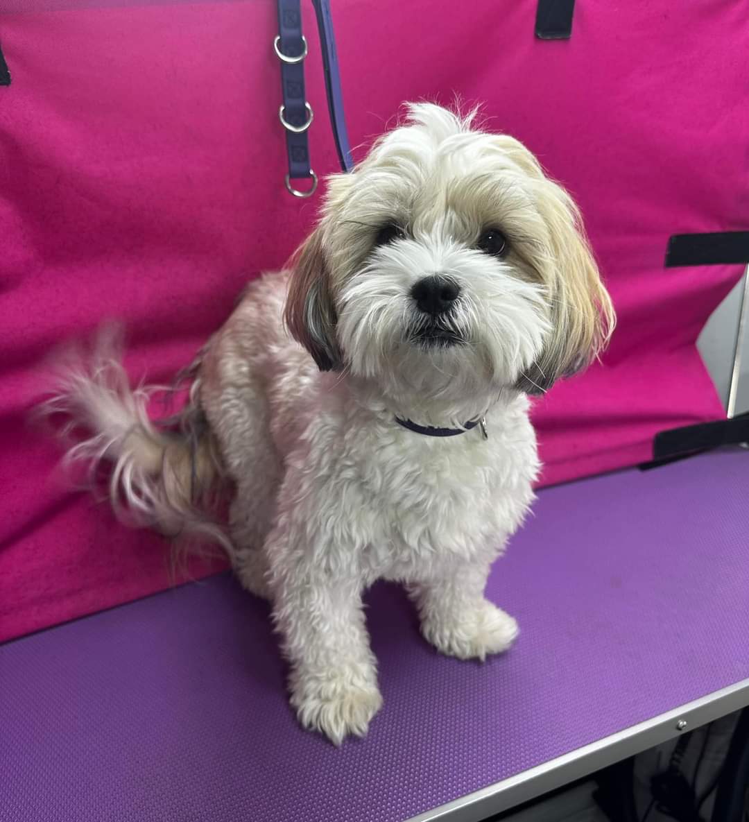 PawzUp Dog Grooming
