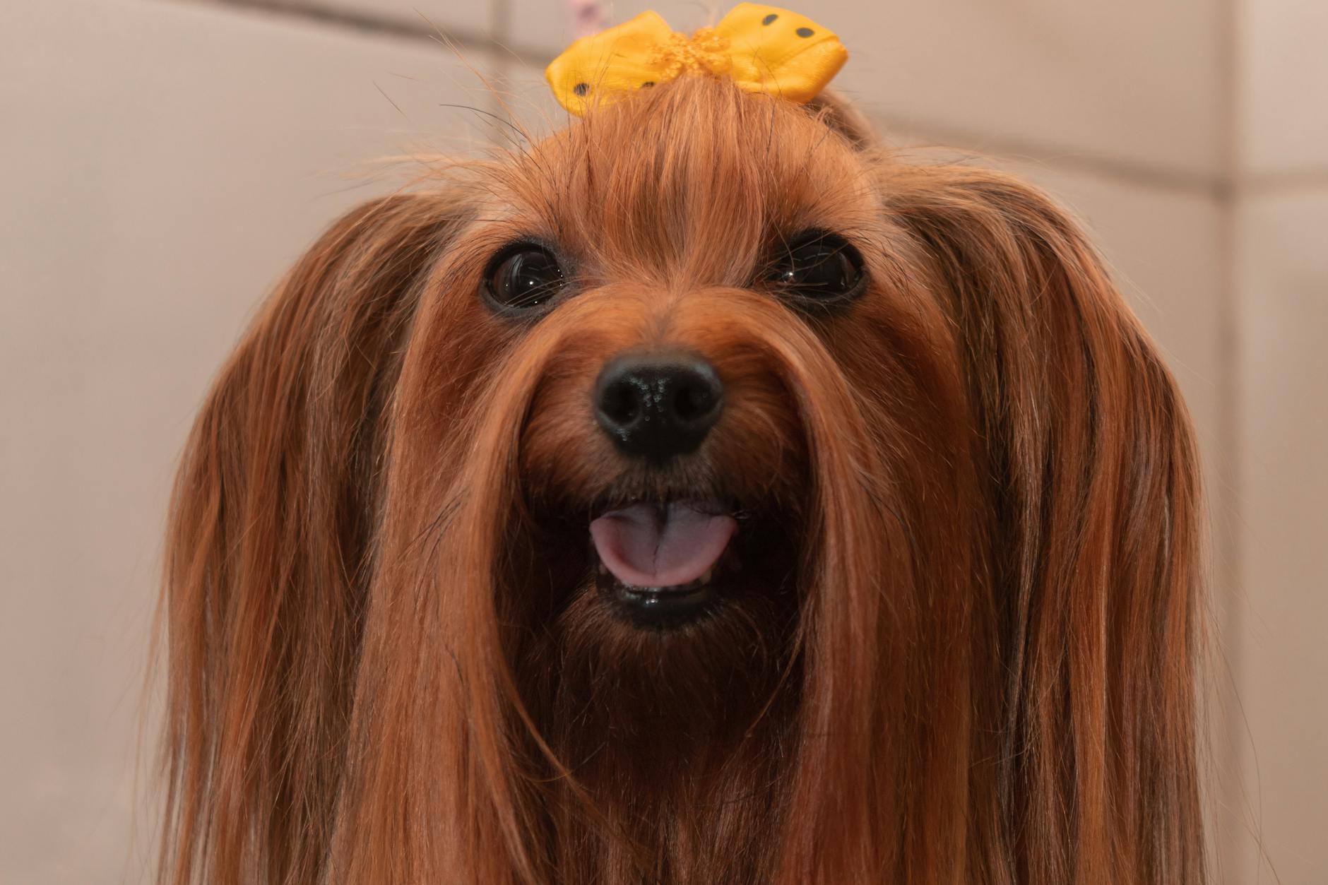 All Dogs Grooming — Pet Groomers