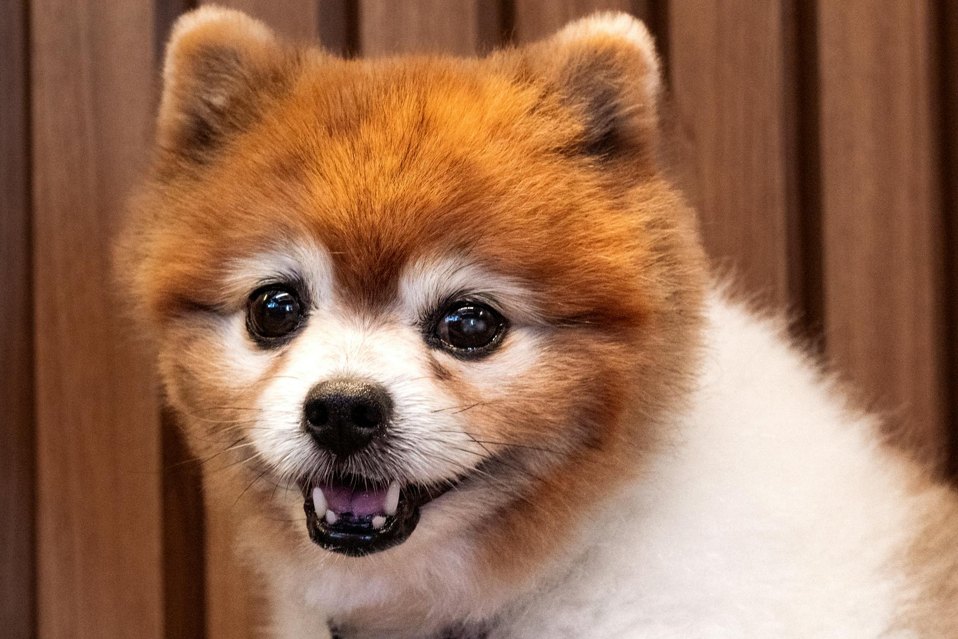 All Dogs Grooming