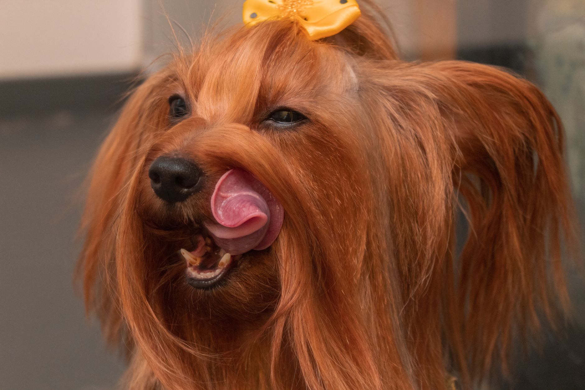 All Dogs Grooming