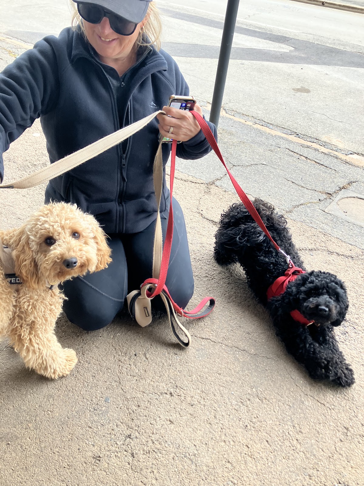 Jamestown Dog Groomer