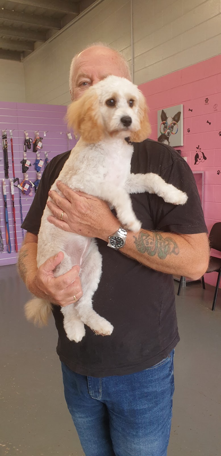 Simply Pooches — Pet Groomers