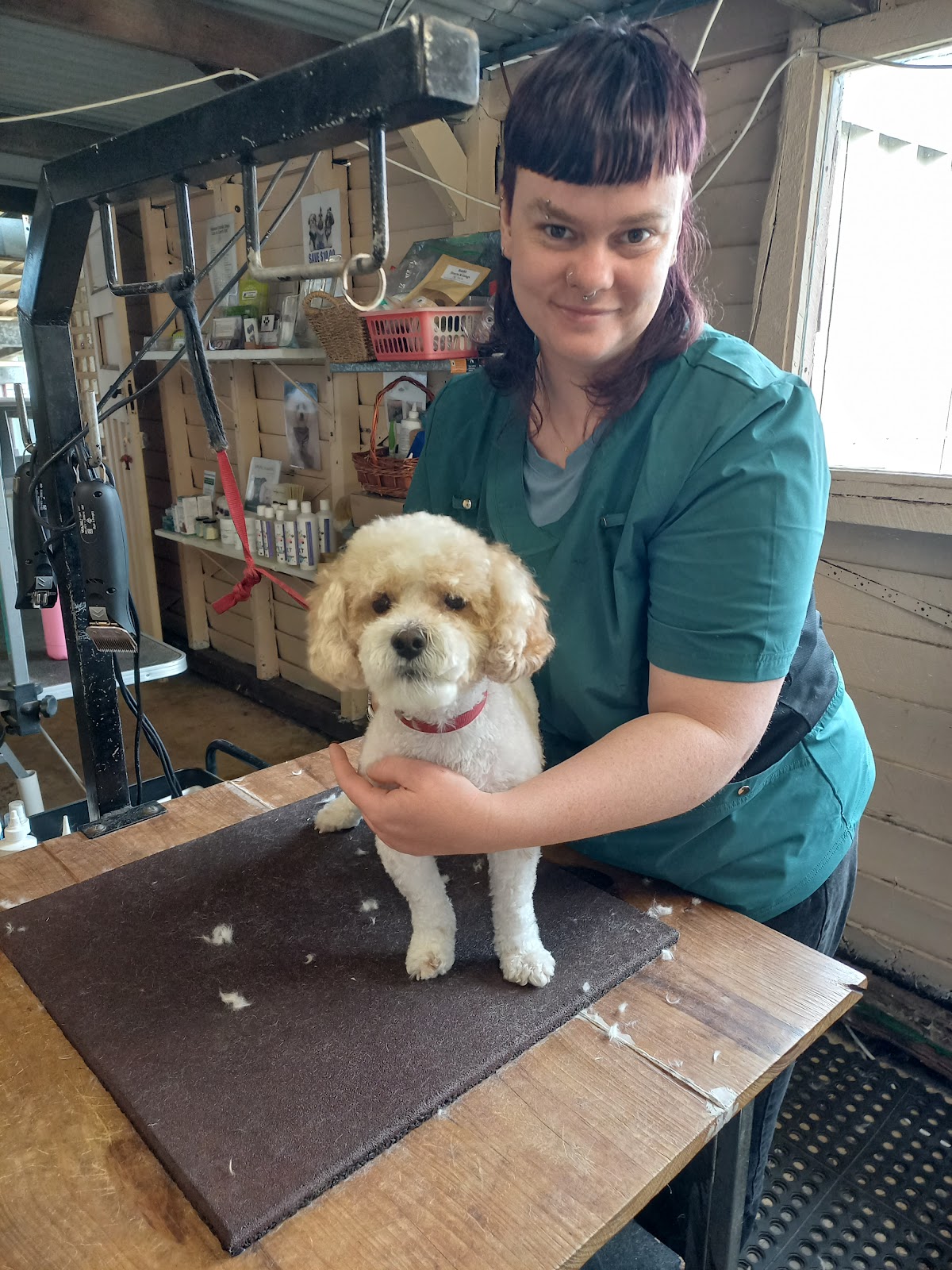 The Pampered Pup Salon — Pet Groomers