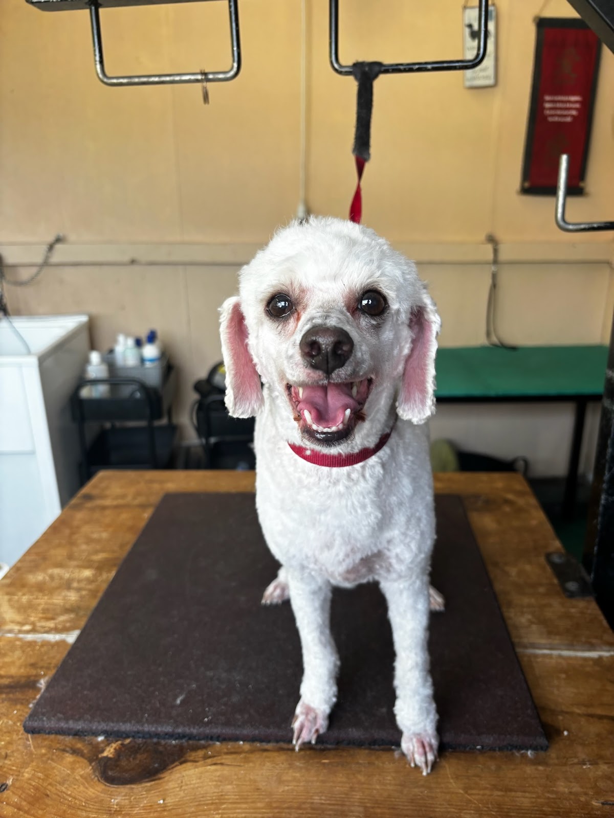 The Pampered Pup Salon