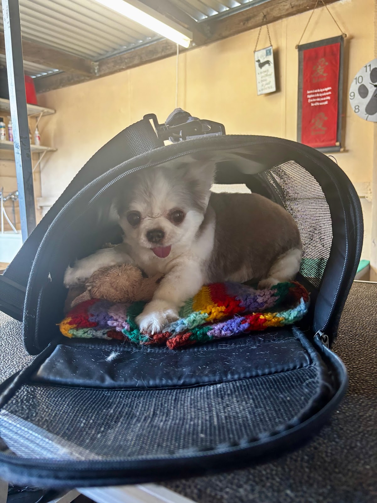 The Pampered Pup Salon