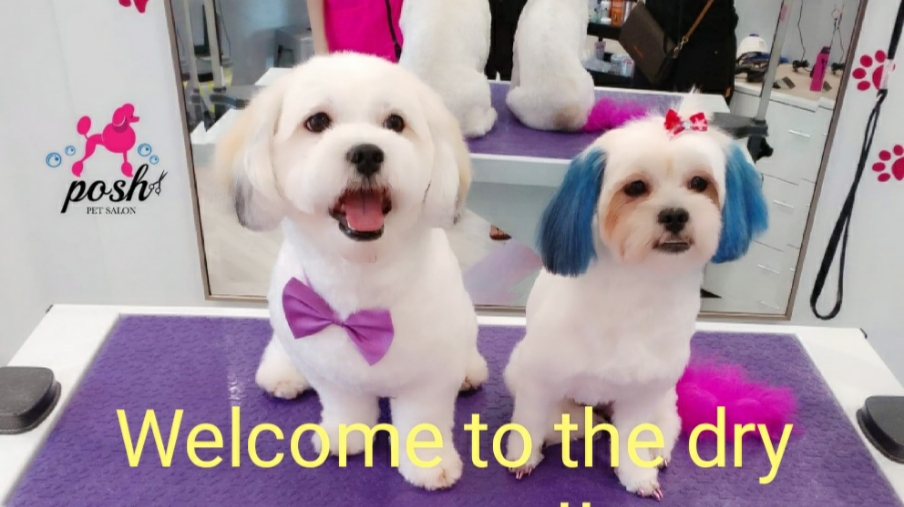 Posh Pet Salon