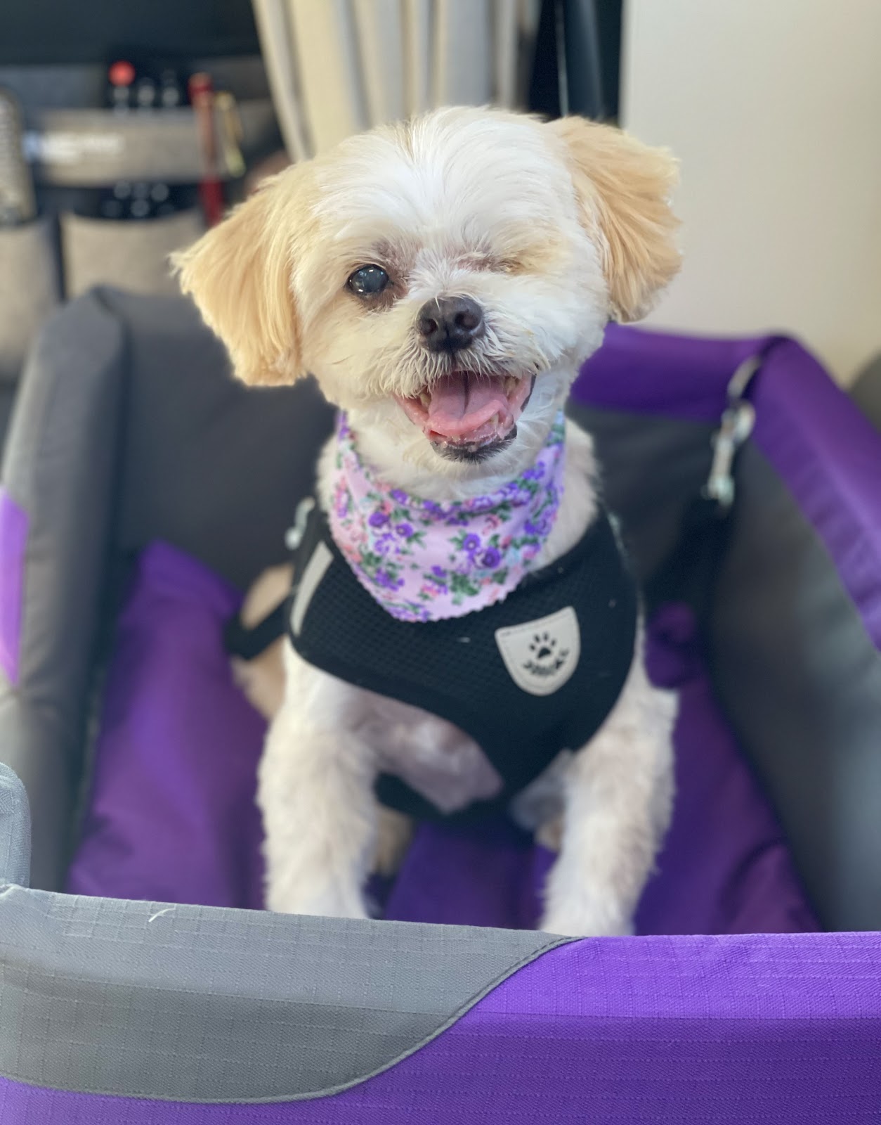 Posh Pet Salon — Pet Groomers
