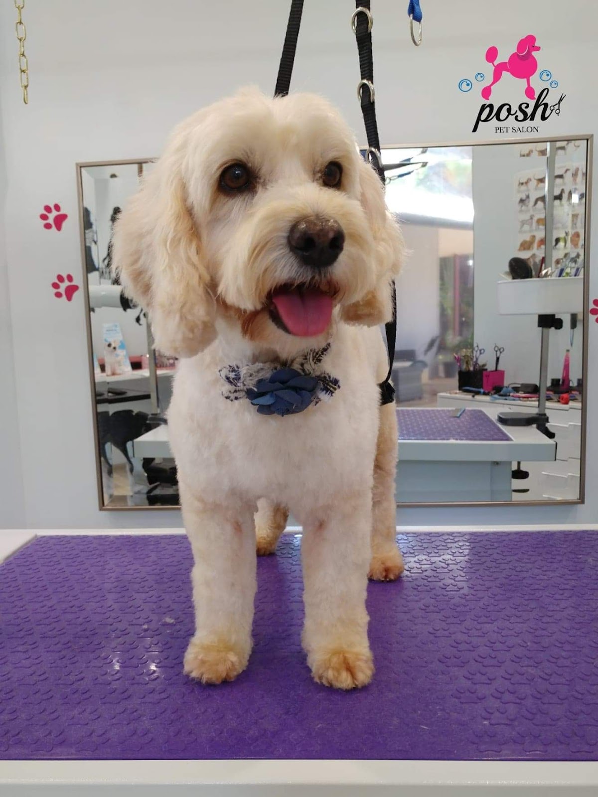 Posh Pet Salon