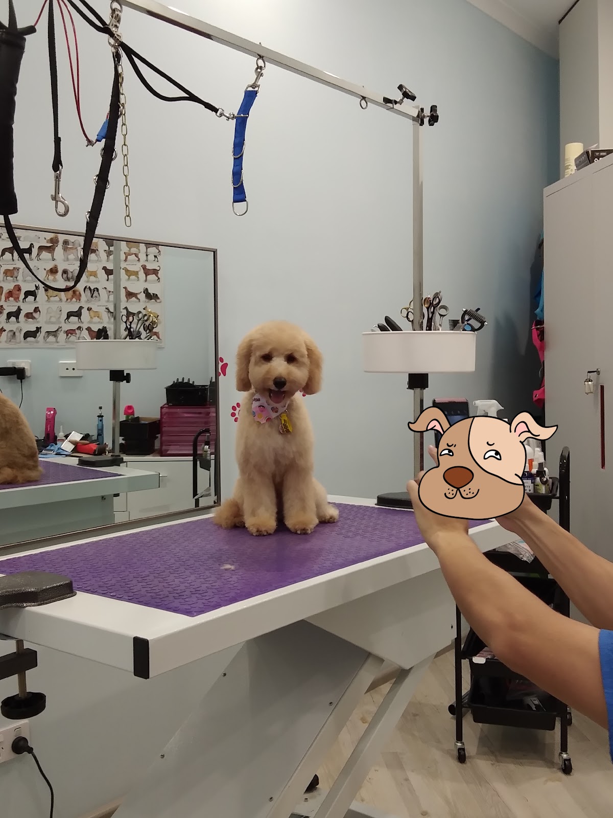 Posh Pet Salon