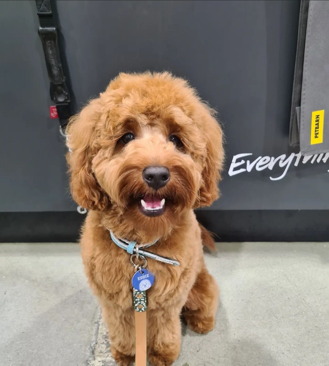 The Spoilt Dog - Styled by Elisa — Pet Groomers