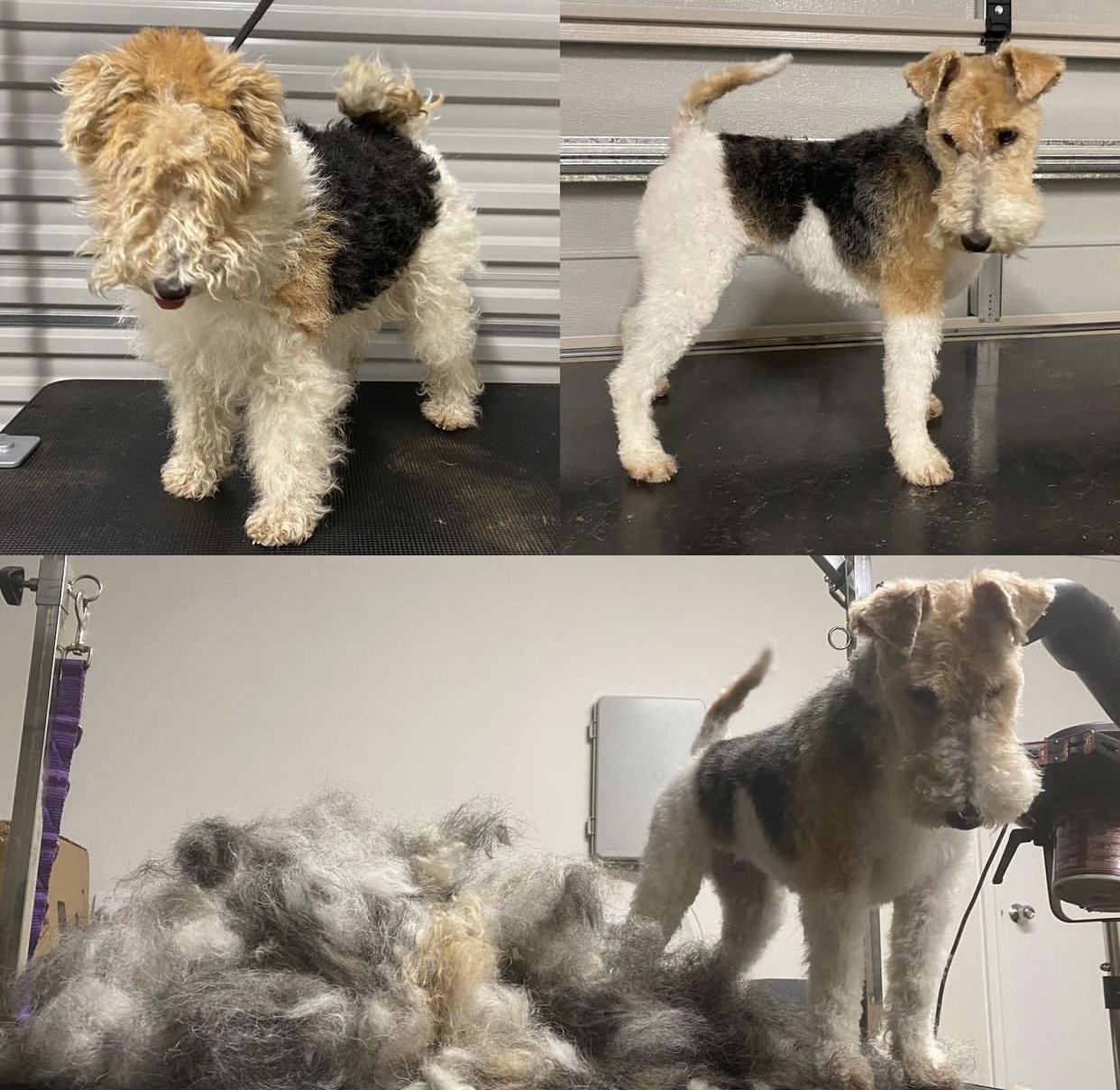 Polished paws dog wash and grooming