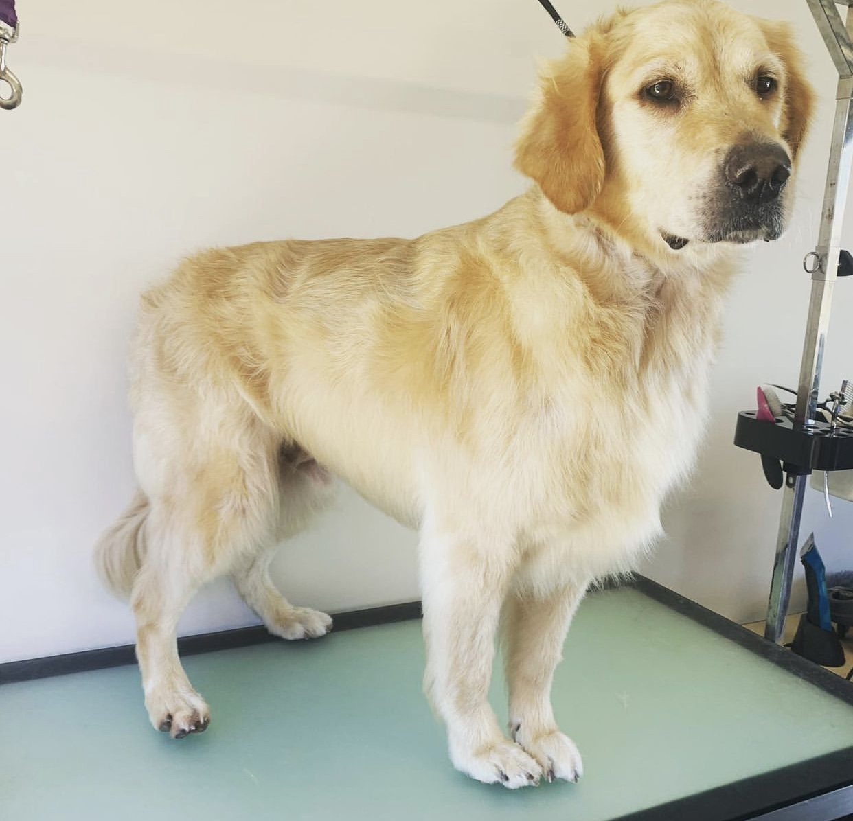 Polished paws dog wash and grooming