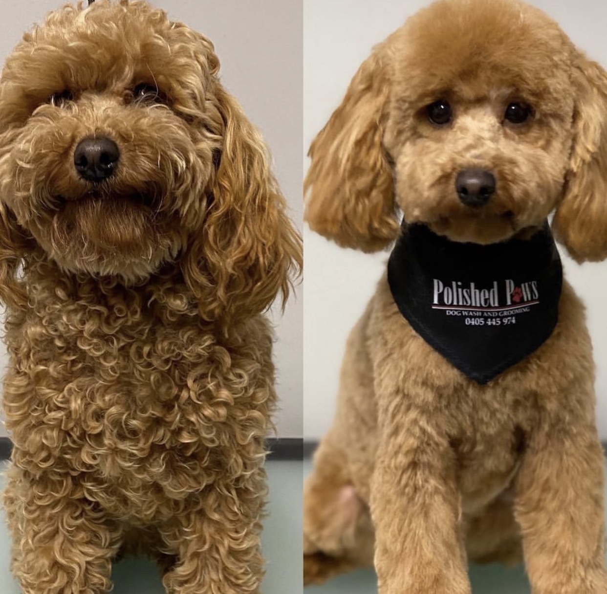 Polished paws dog wash and grooming — Pet Groomers