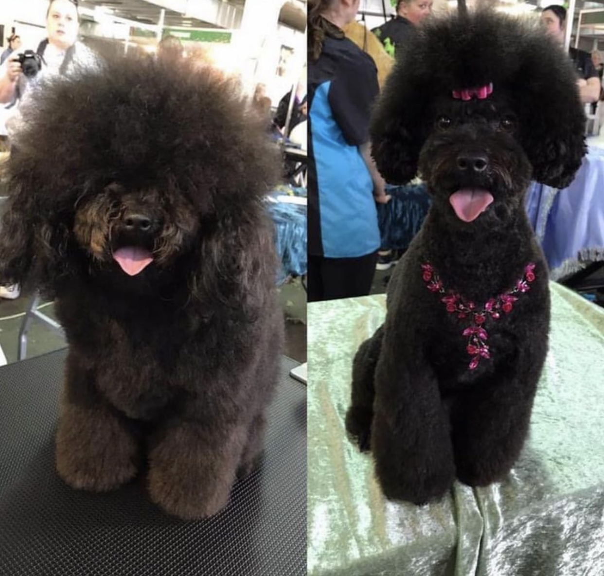 Polished paws dog wash and grooming