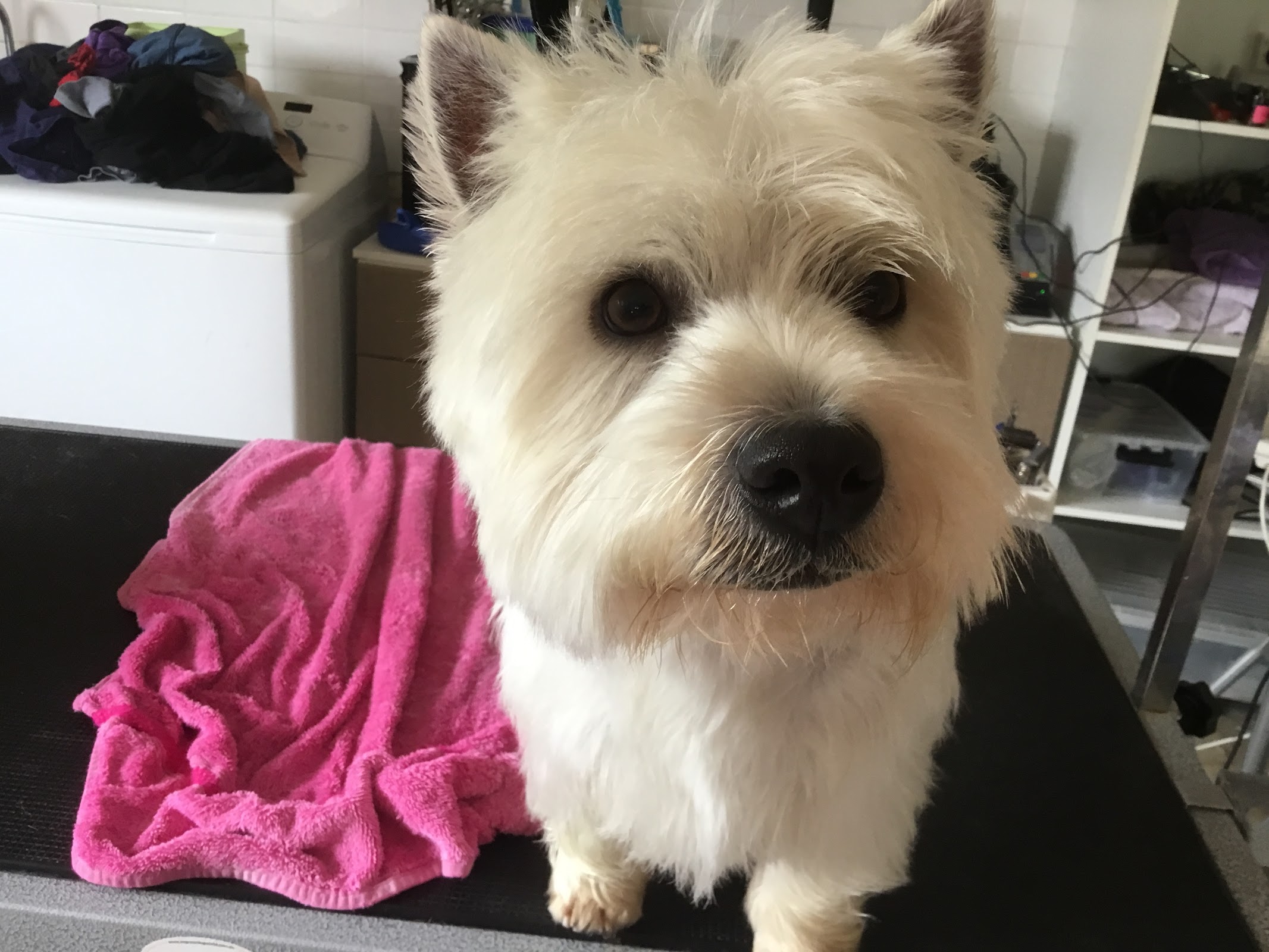 Louise's Grooming Rooms — Pet Groomers