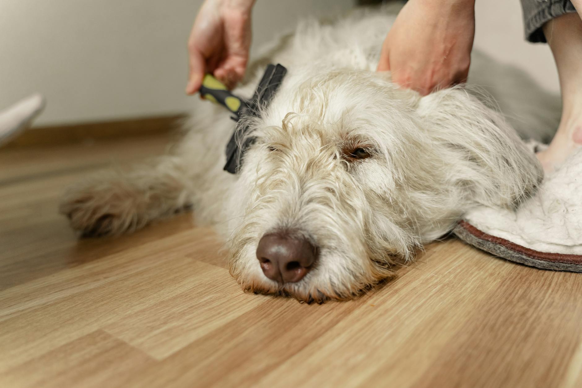 Louise's Grooming Rooms