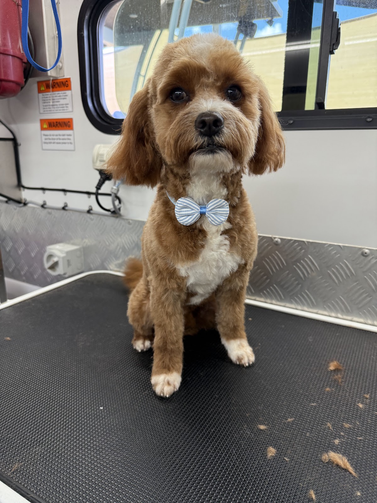 The Reef Bubbles and Barks - Mobile Dog Groomer — Pet Groomers