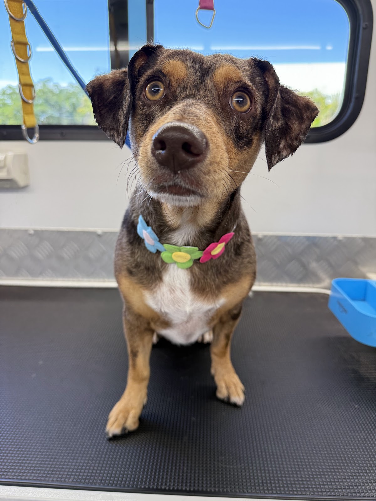 The Reef Bubbles and Barks - Mobile Dog Groomer