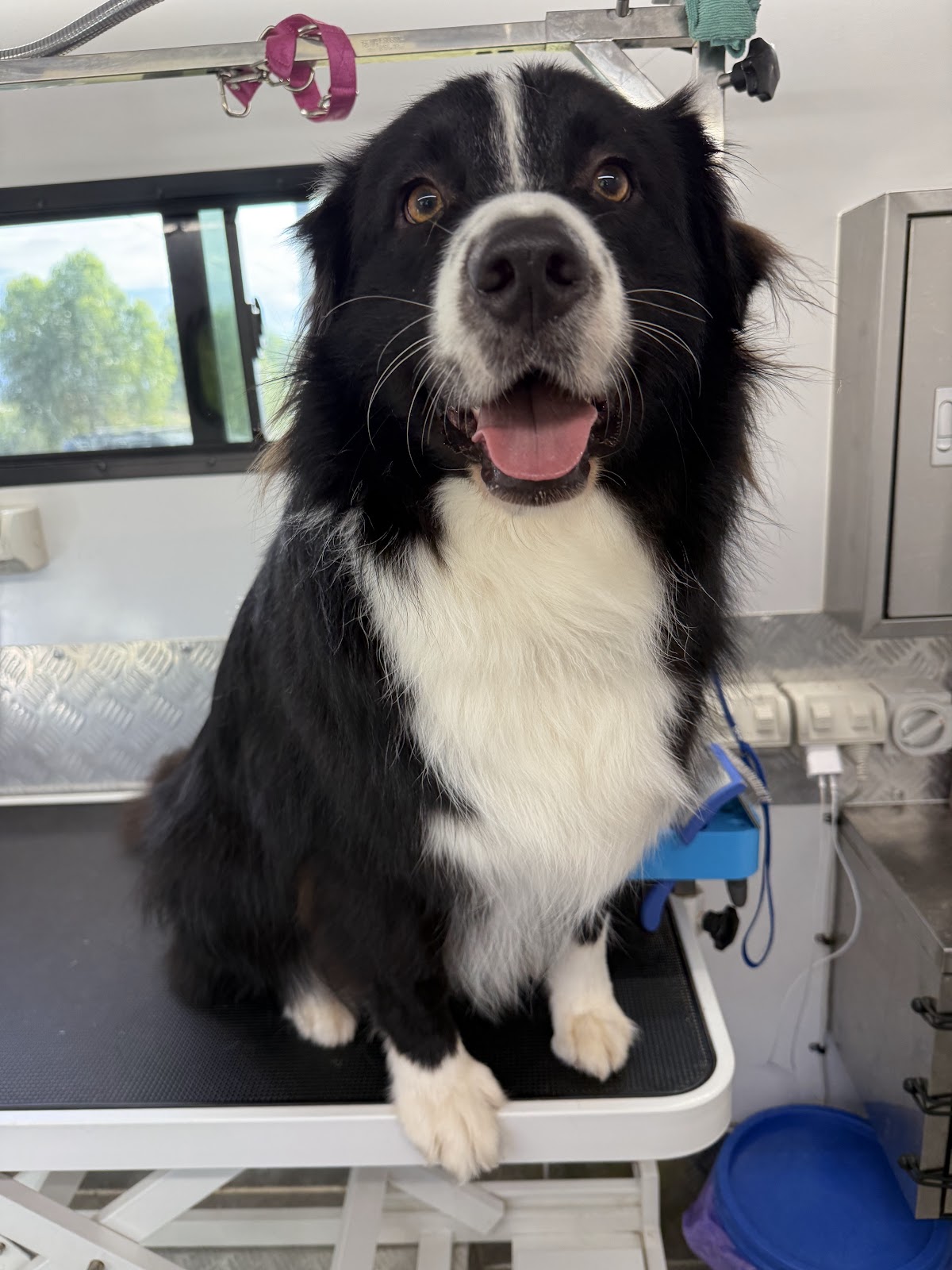 The Reef Bubbles and Barks - Mobile Dog Groomer