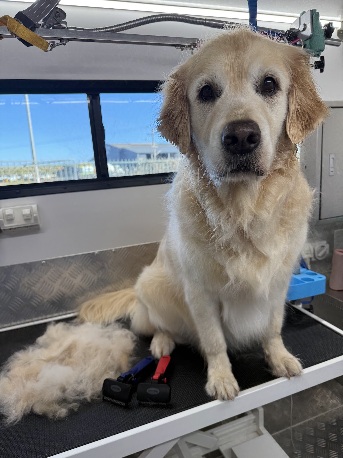 The Reef Bubbles and Barks - Mobile Dog Groomer