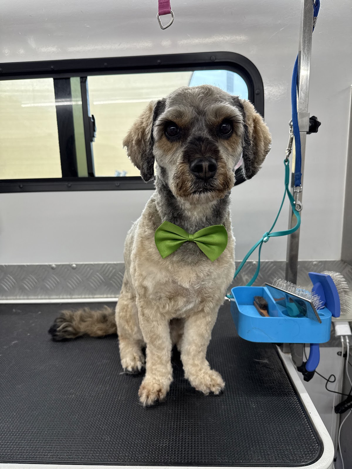 The Reef Bubbles and Barks - Mobile Dog Groomer