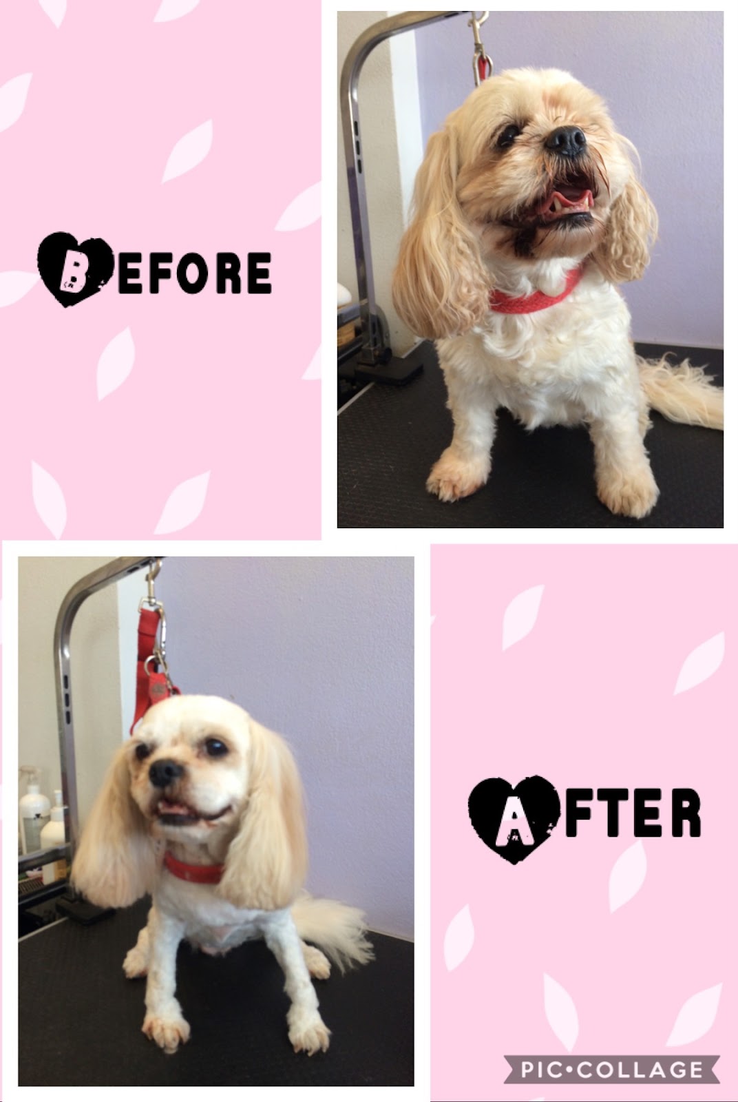 Furbaby Grooming Salon