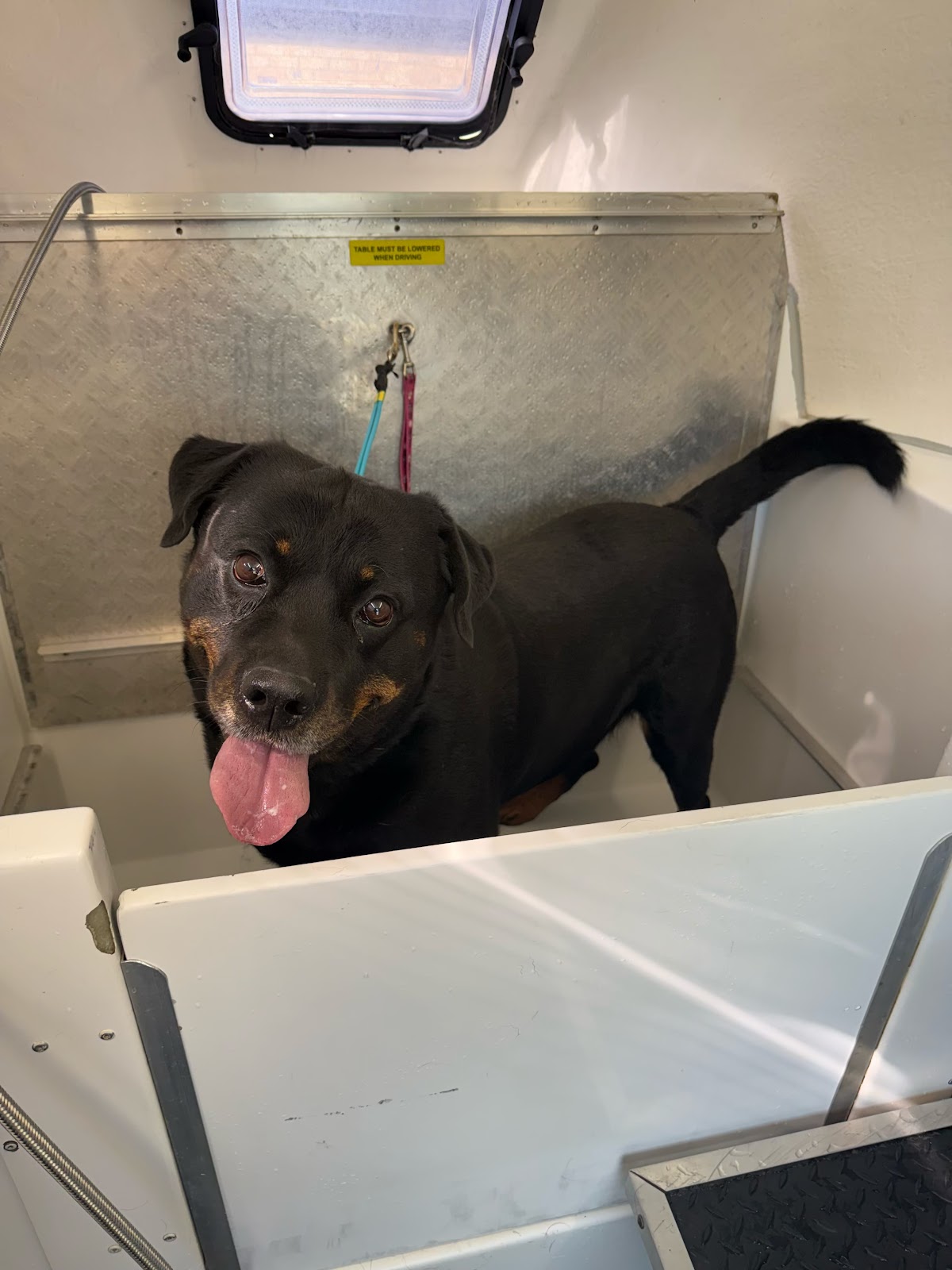 Willows WagnWash Mobile Dog Wash & Grooming