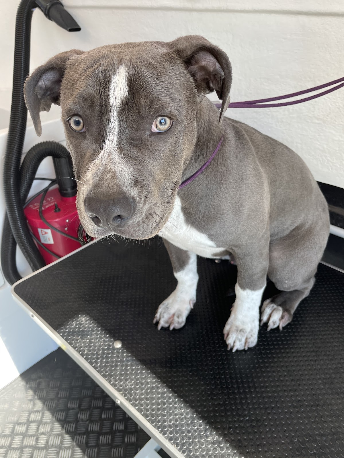 Willows WagnWash Mobile Dog Wash & Grooming