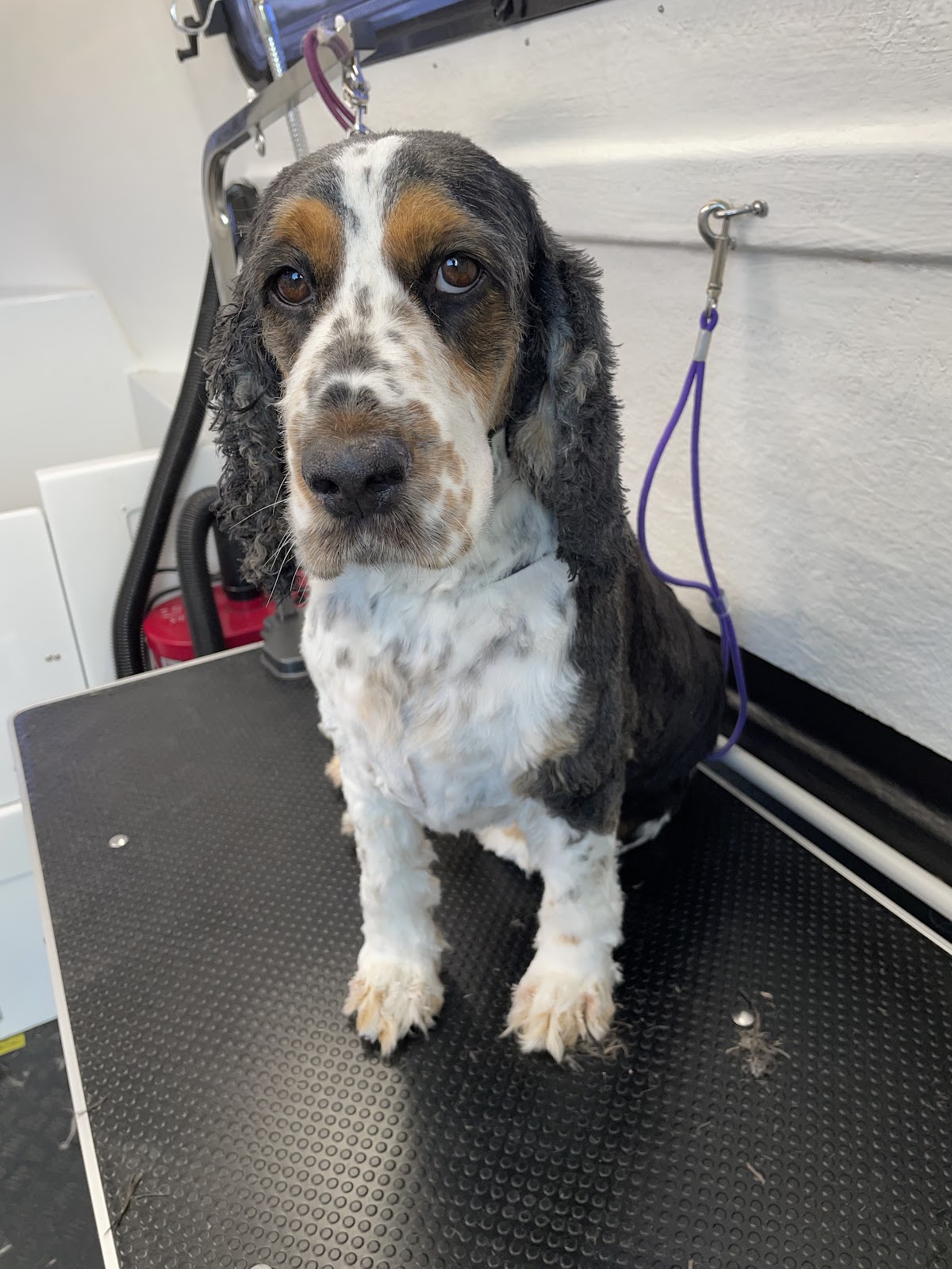 Willows WagnWash Mobile Dog Wash & Grooming