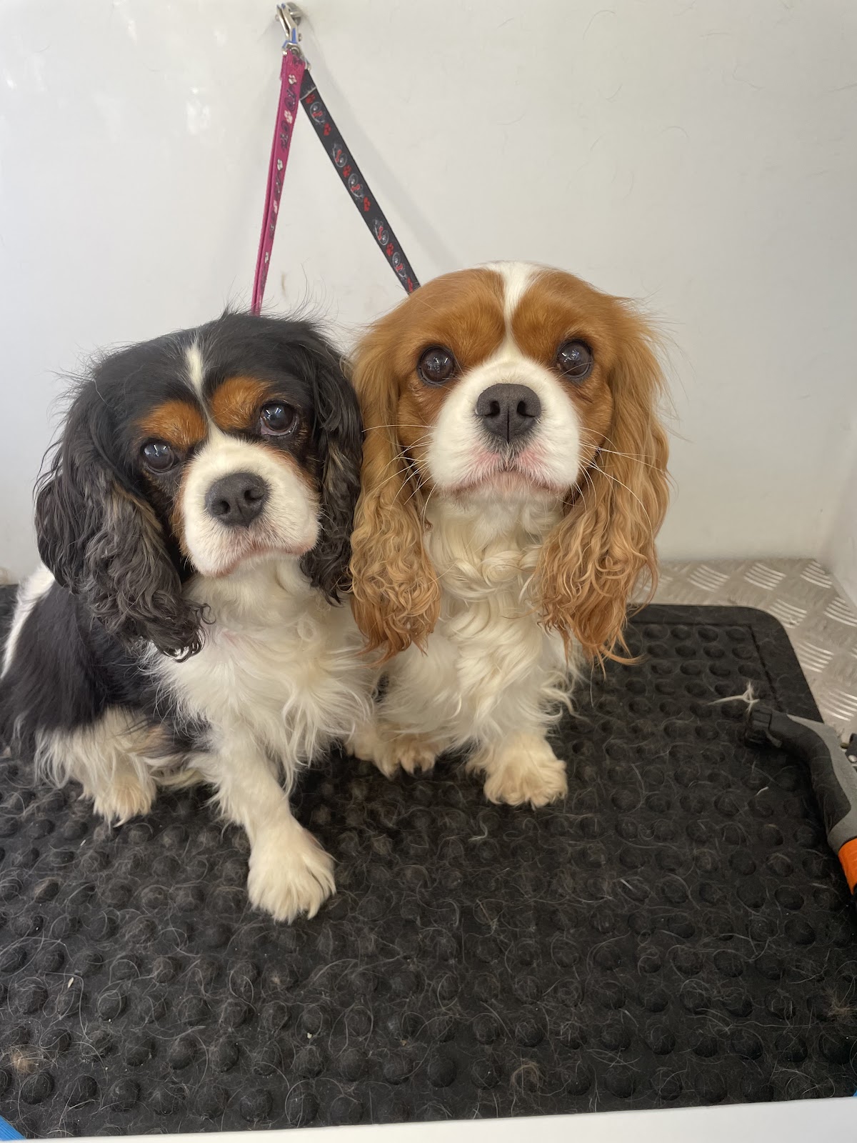 Willows WagnWash Mobile Dog Wash & Grooming
