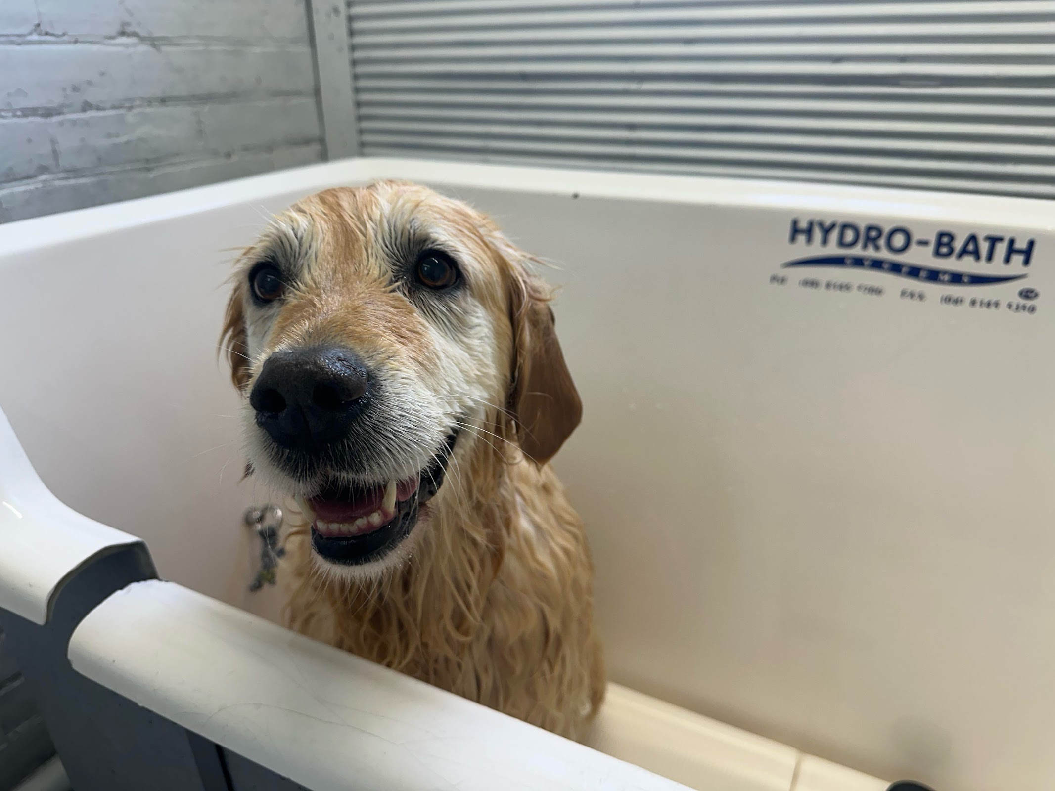 Metro Mutt Dog Salon