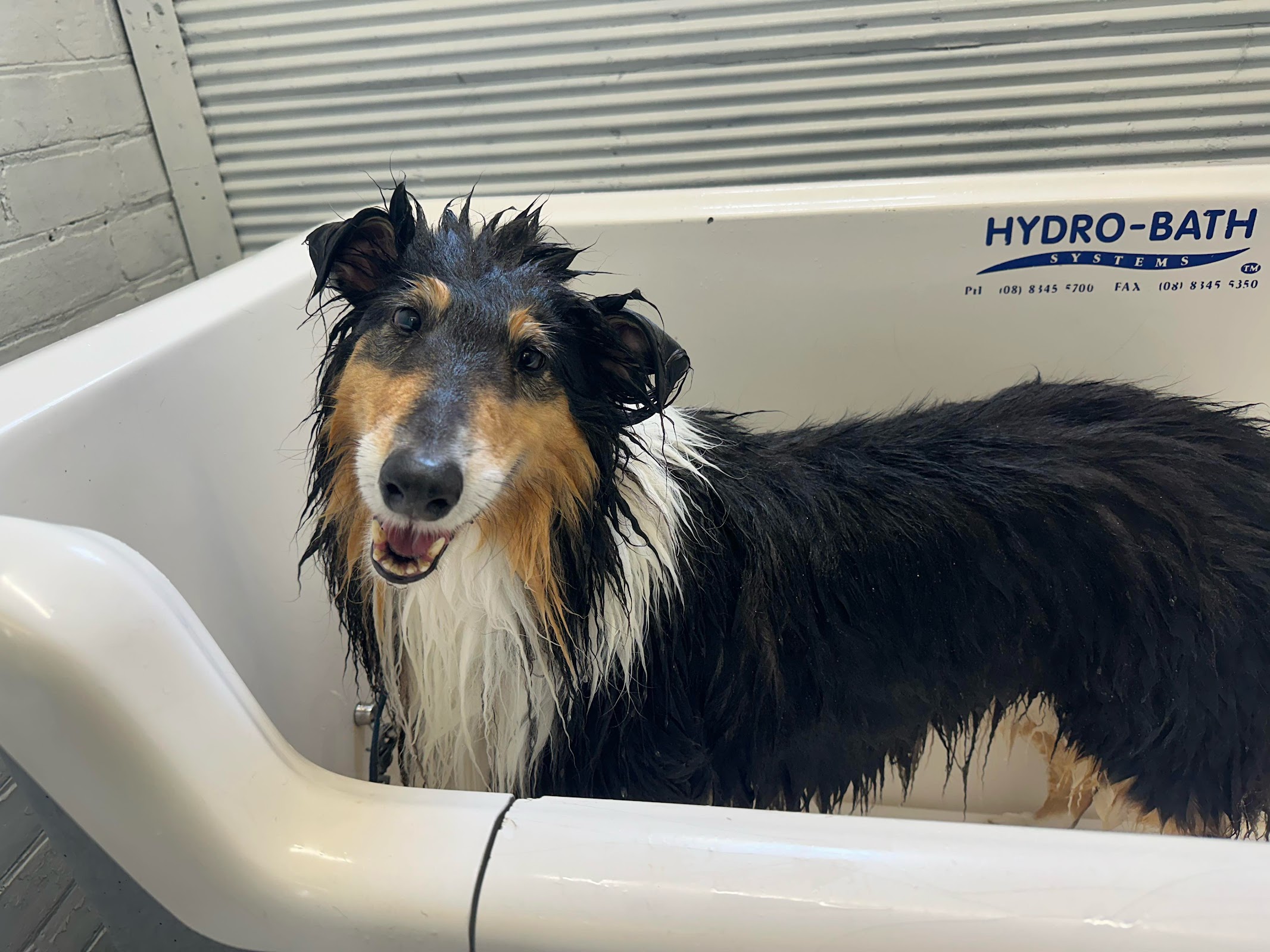 Metro Mutt Dog Salon