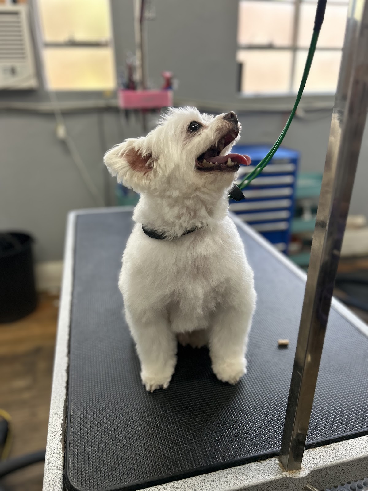 Metro Mutt Dog Salon