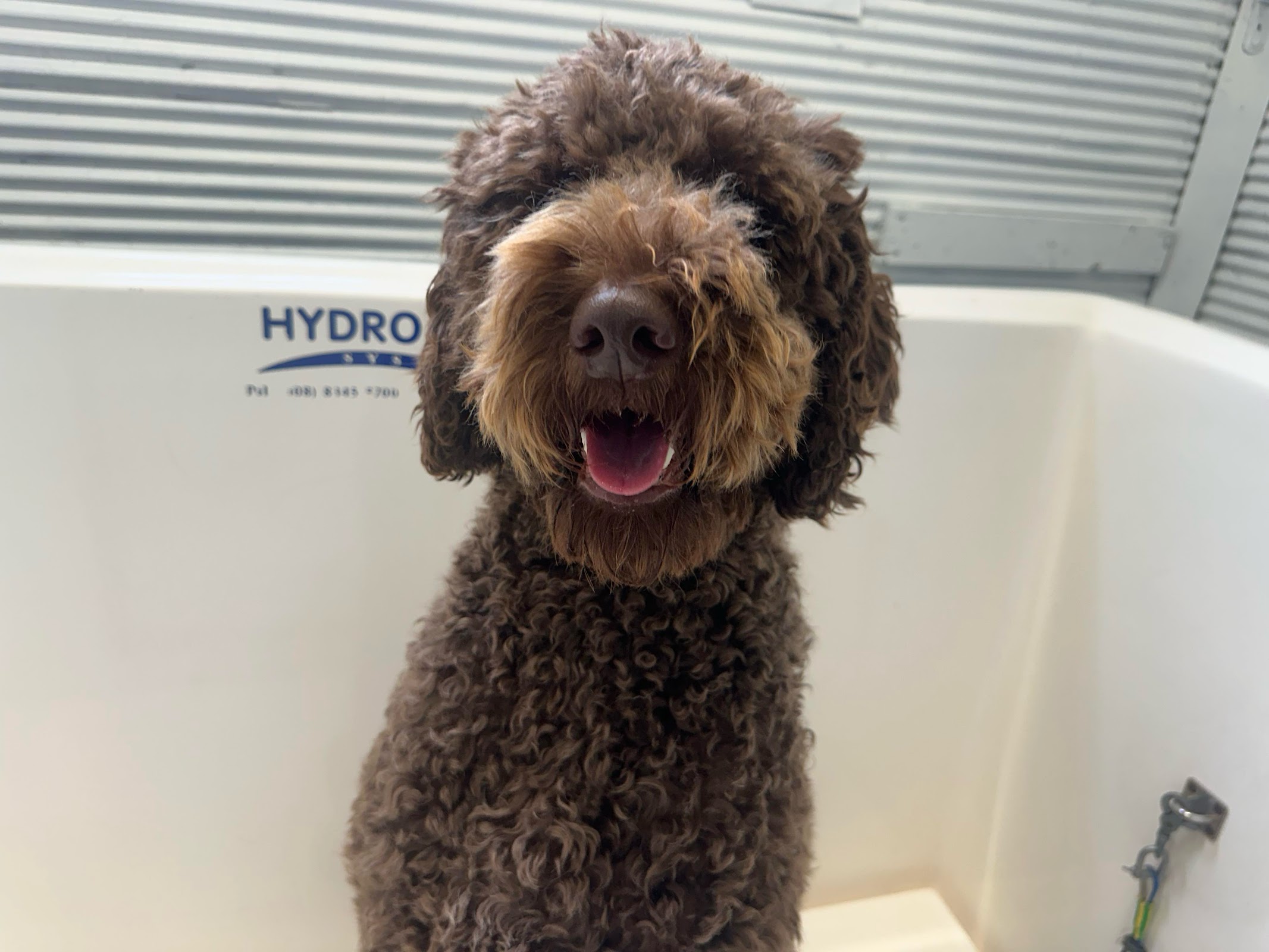 Metro Mutt Dog Salon