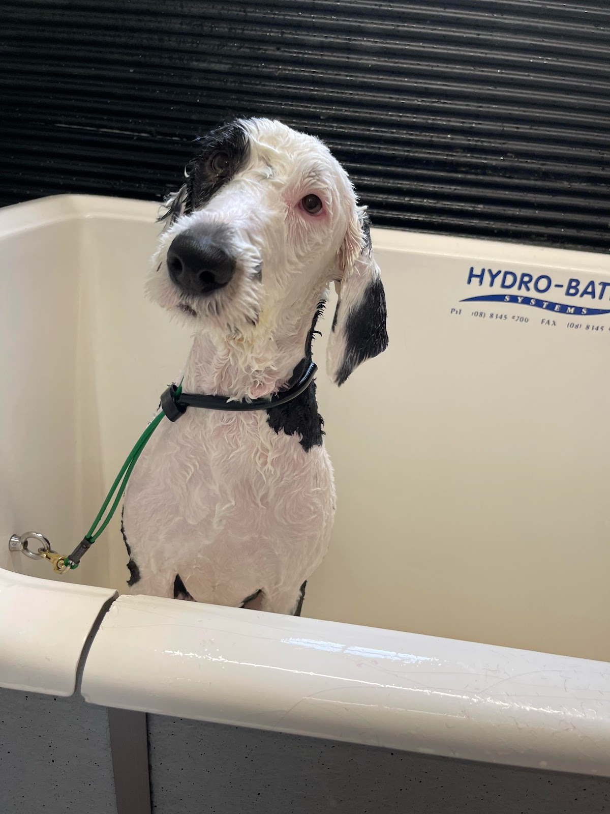 Metro Mutt Dog Salon