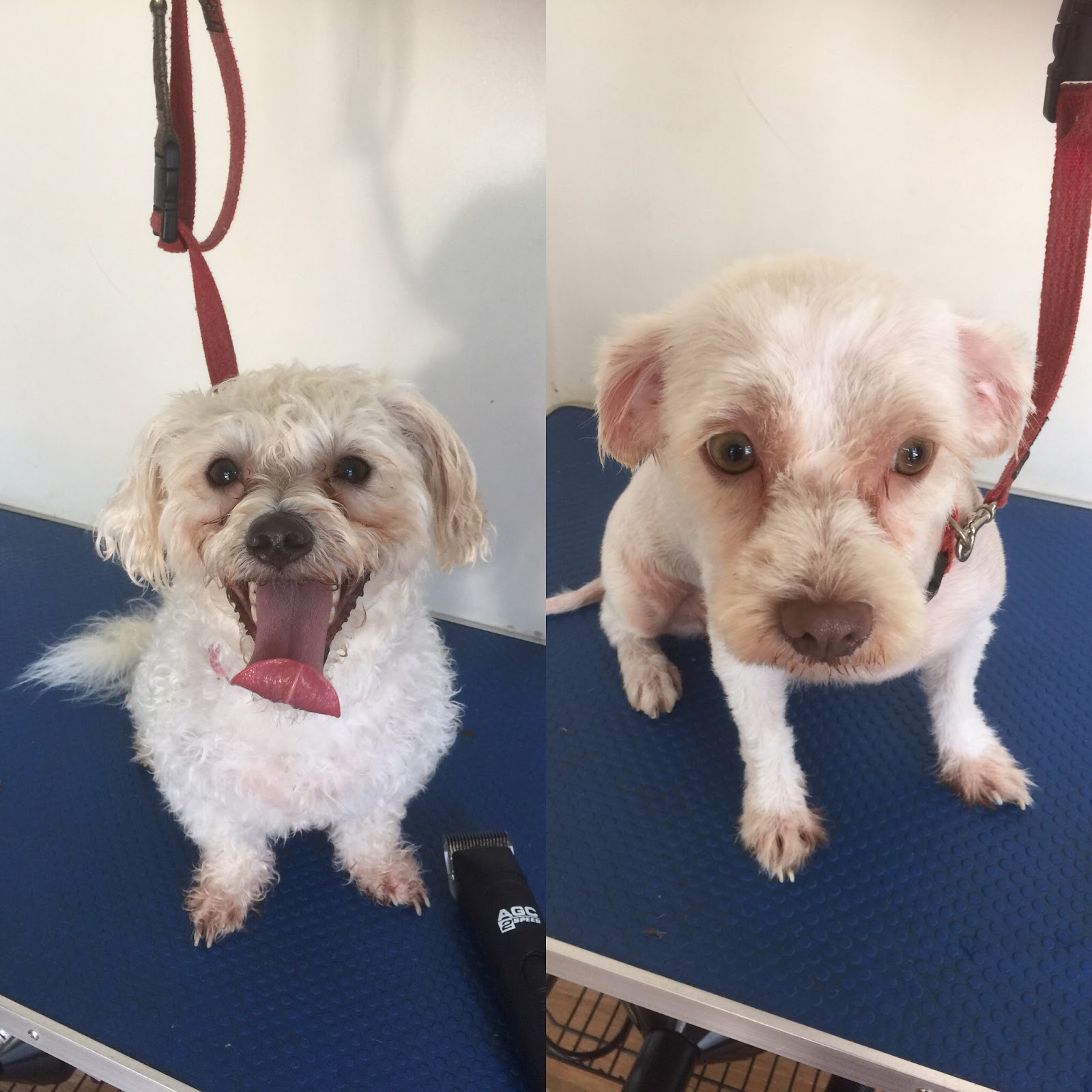 Cutz for mutts Mobile Dog Grooming