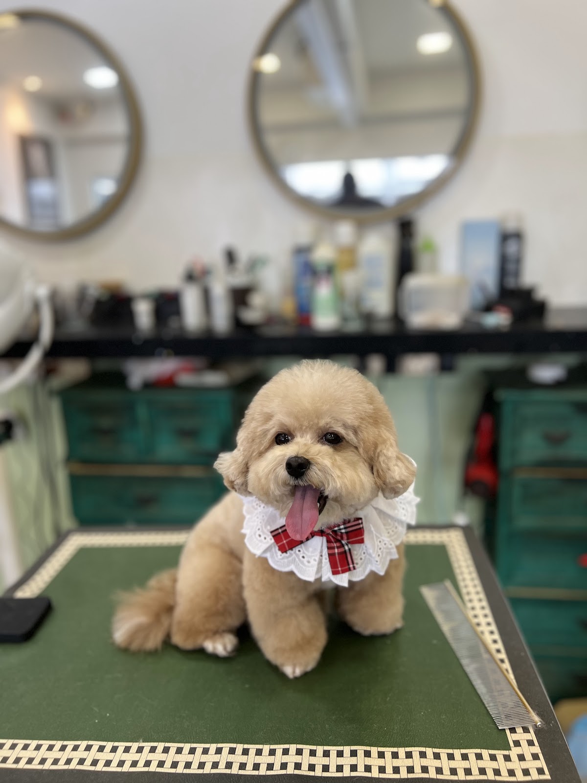 Mewtants & Woofs (Tiong Bahru) — Pet Groomers