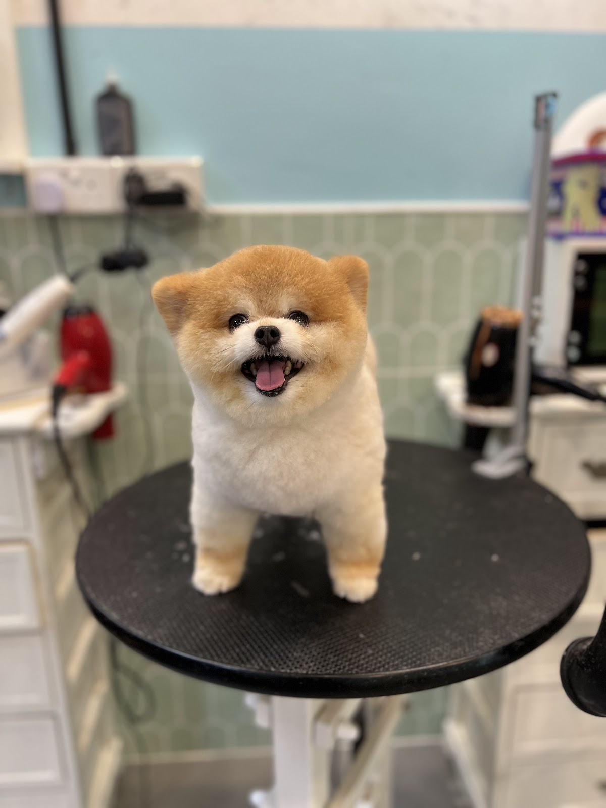 Mewtants & Woofs (Tiong Bahru)